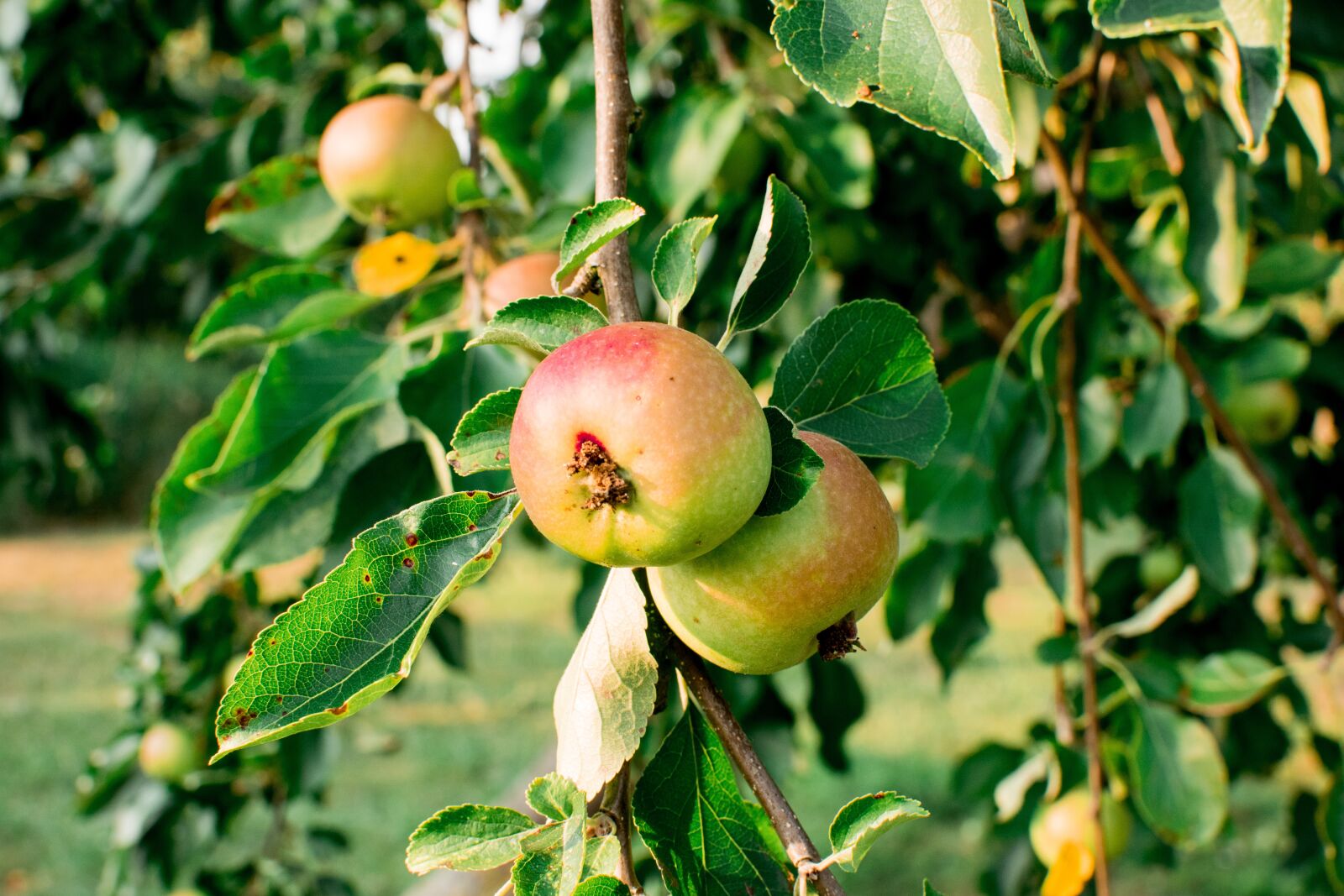Nikon D3300 sample photo. Apple, tree, fruit photography