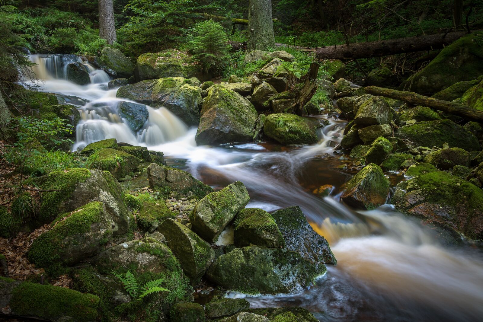 Nikon D7200 sample photo. Bach, long exposure, ilse photography