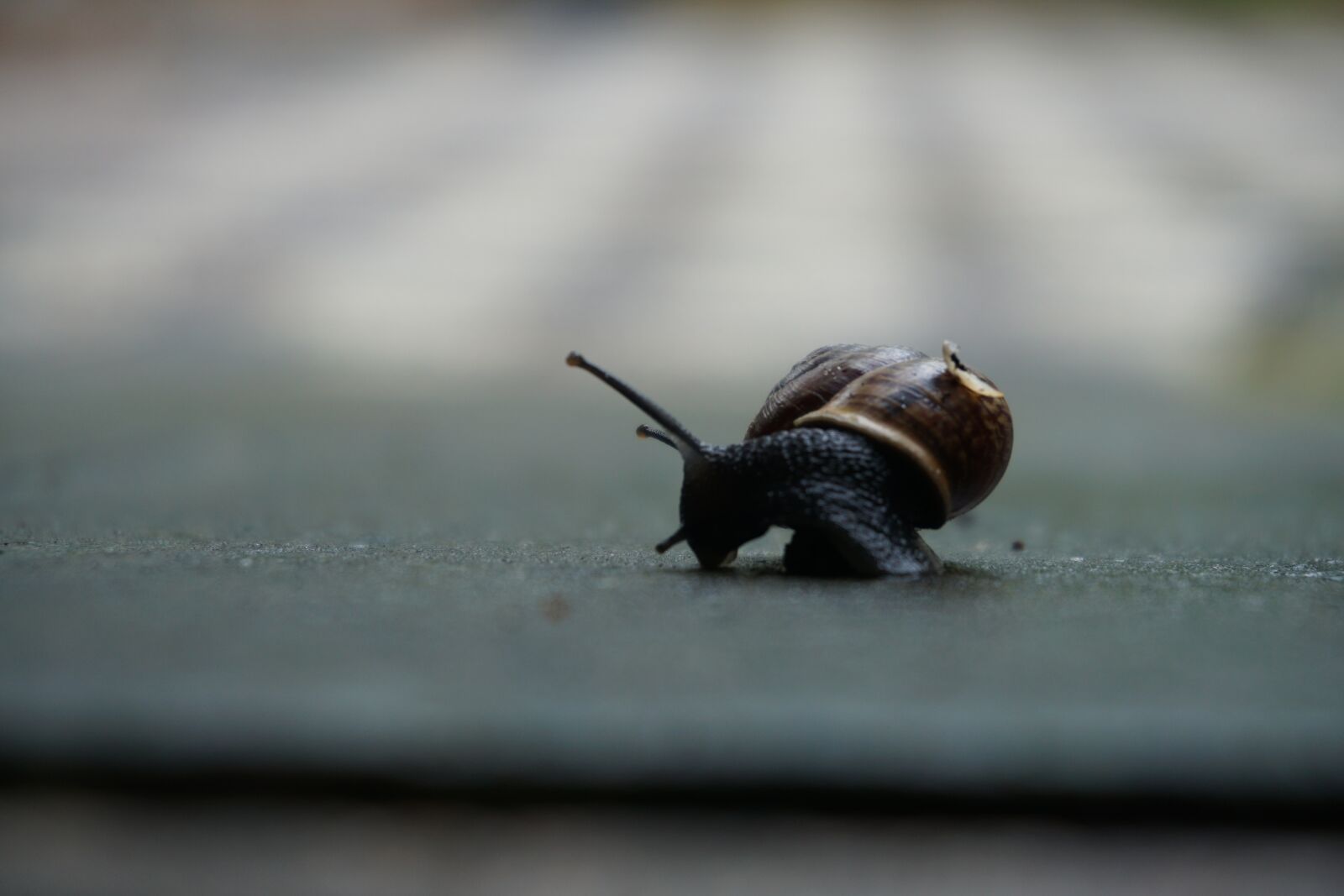 Sony E 16-50mm F3.5-5.6 PZ OSS sample photo. Snail, black, shell photography