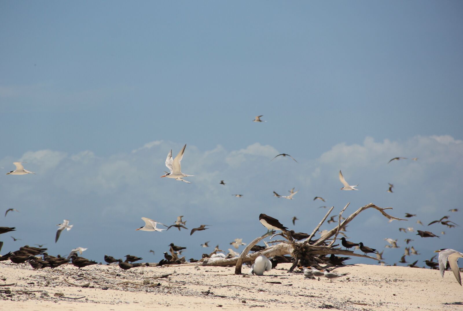 Canon EOS 60D sample photo. Great barrier reef, birds photography