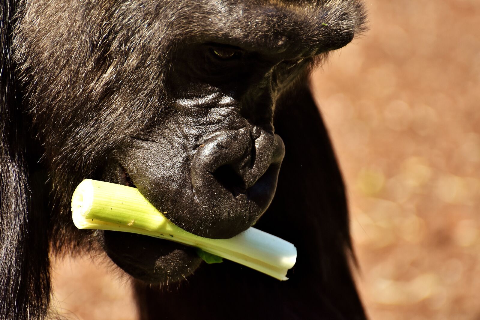 Nikon D7200 sample photo. Gorilla, monkey, funny photography