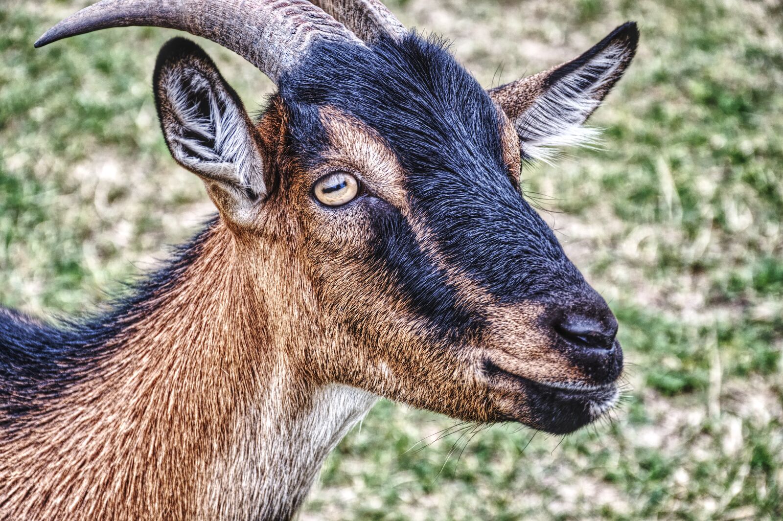Nikon D7500 sample photo. Goat, animal, horns photography