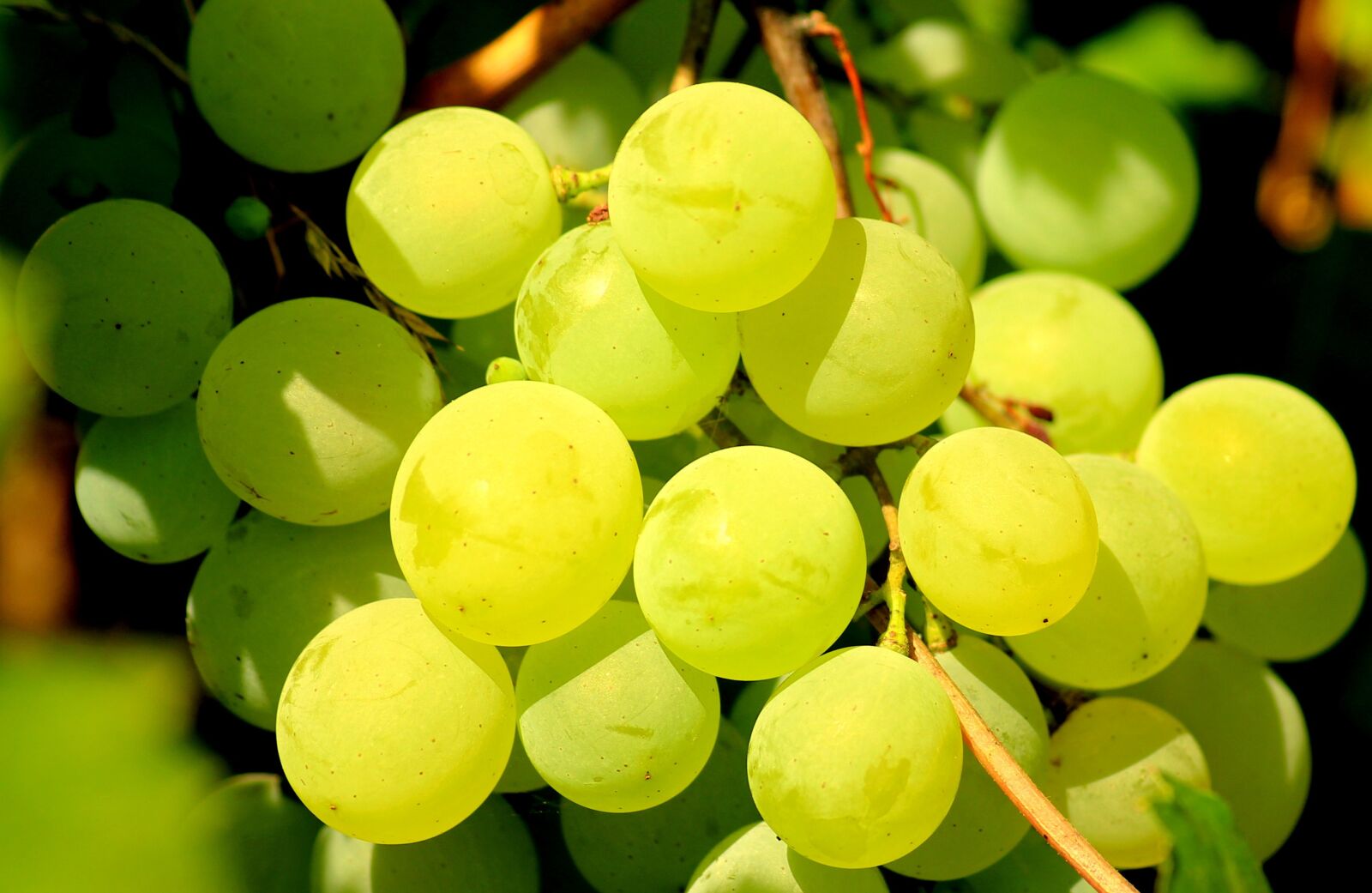 Canon EOS 1200D (EOS Rebel T5 / EOS Kiss X70 / EOS Hi) sample photo. Grapes, fruit, vines photography