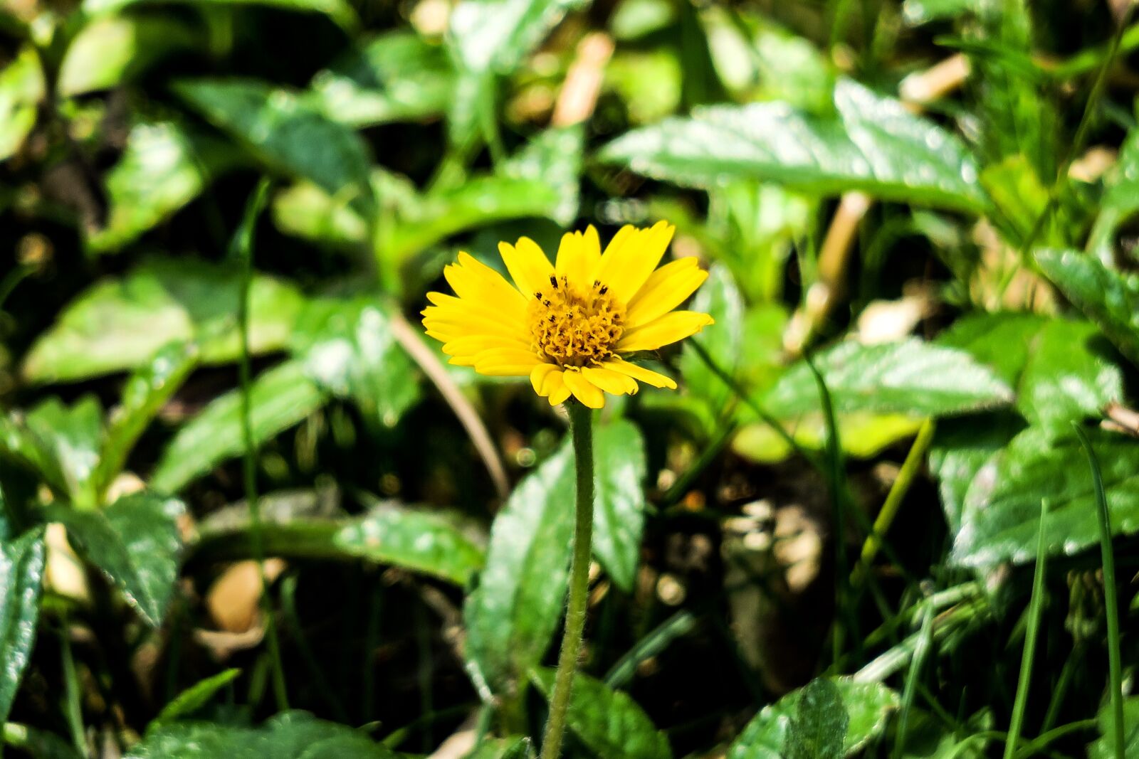 Canon PowerShot G3 X sample photo. Wedelia, nature, flower photography