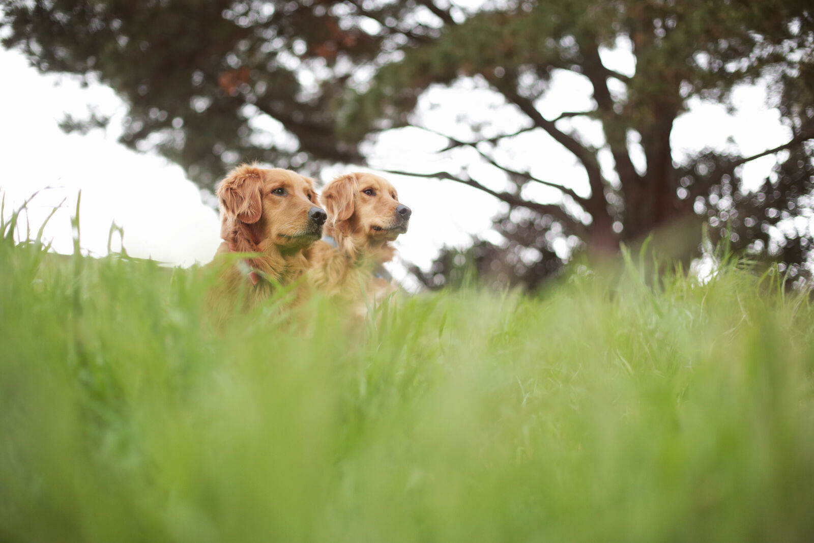 Canon EOS 5D Mark III sample photo. Animal, animals, dog, dogs photography