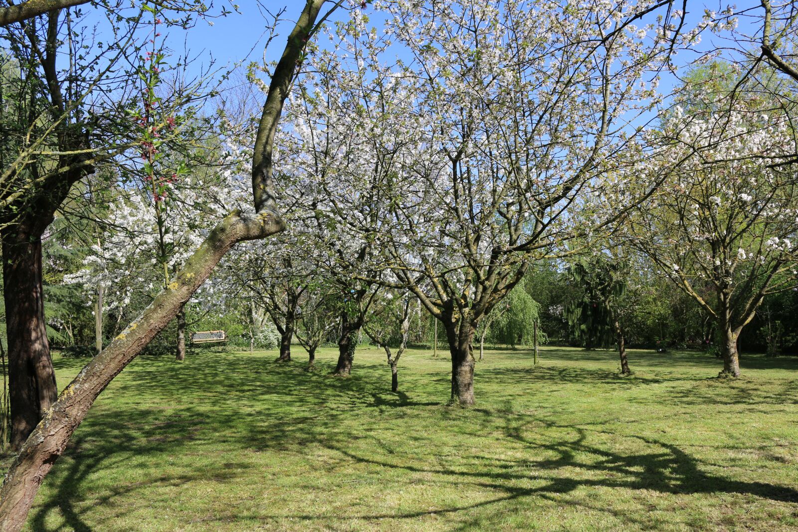 Canon EOS 70D sample photo. Cherry blossom, nature, landscape photography