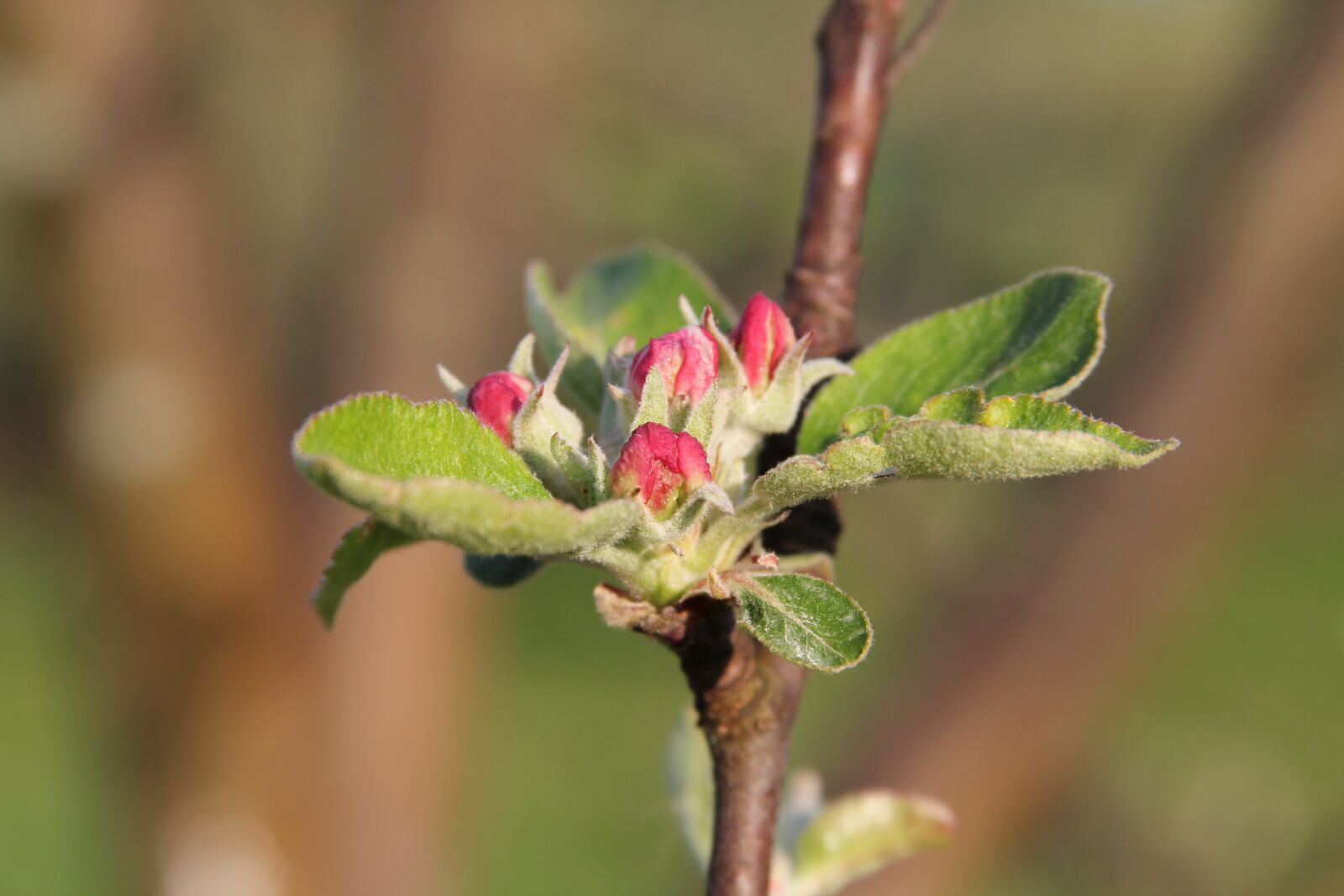 Canon EOS 60D + Canon EF 28-135mm F3.5-5.6 IS USM sample photo. Nature, leaf, plant photography