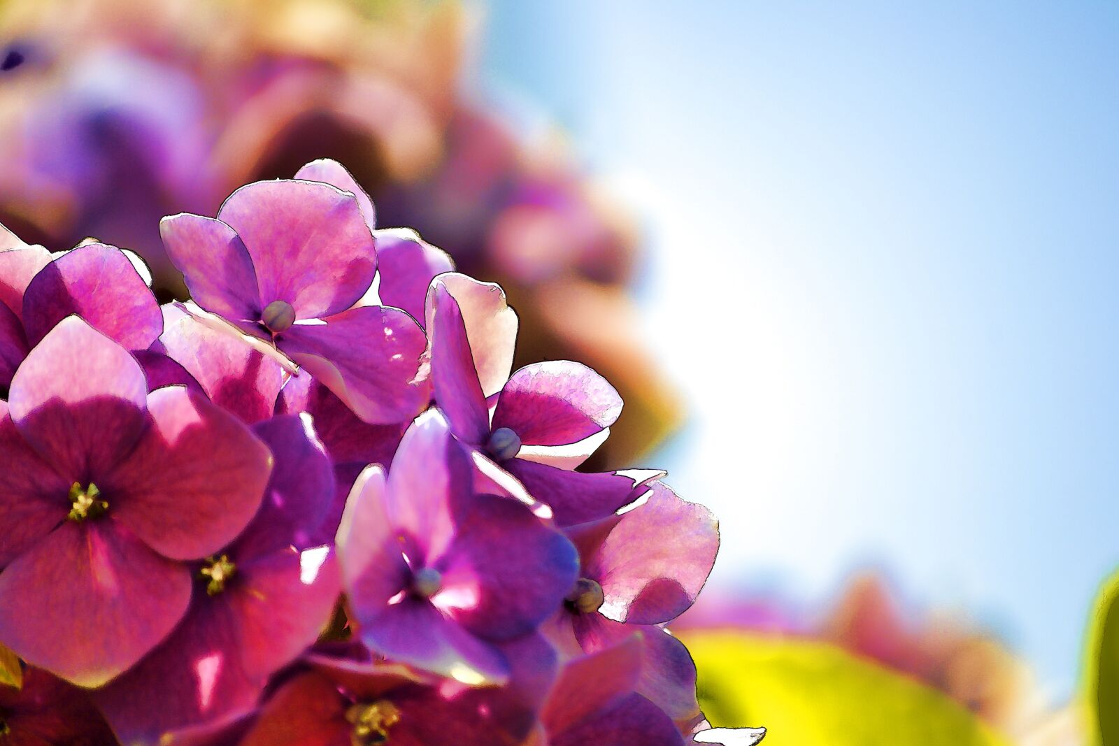 Nikon D3100 sample photo. Flower, nature, spring photography