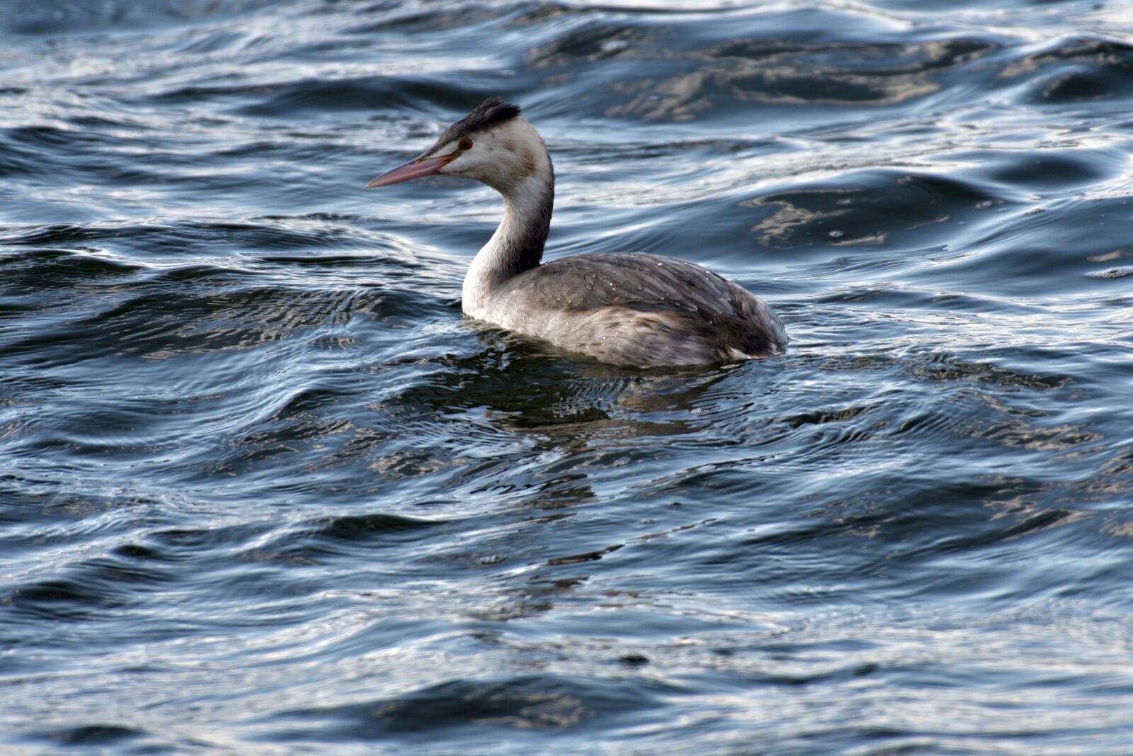 Nikon D500 sample photo. Waters, pond, bird photography