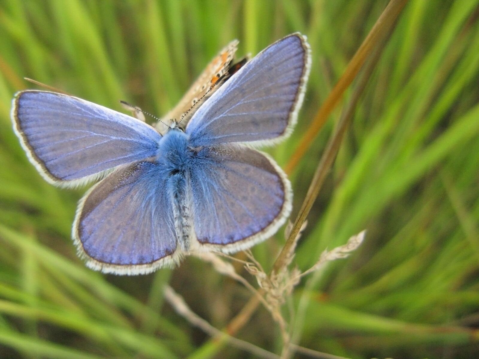 Canon POWERSHOT A720 IS sample photo. Butterfly, closeup, insect photography