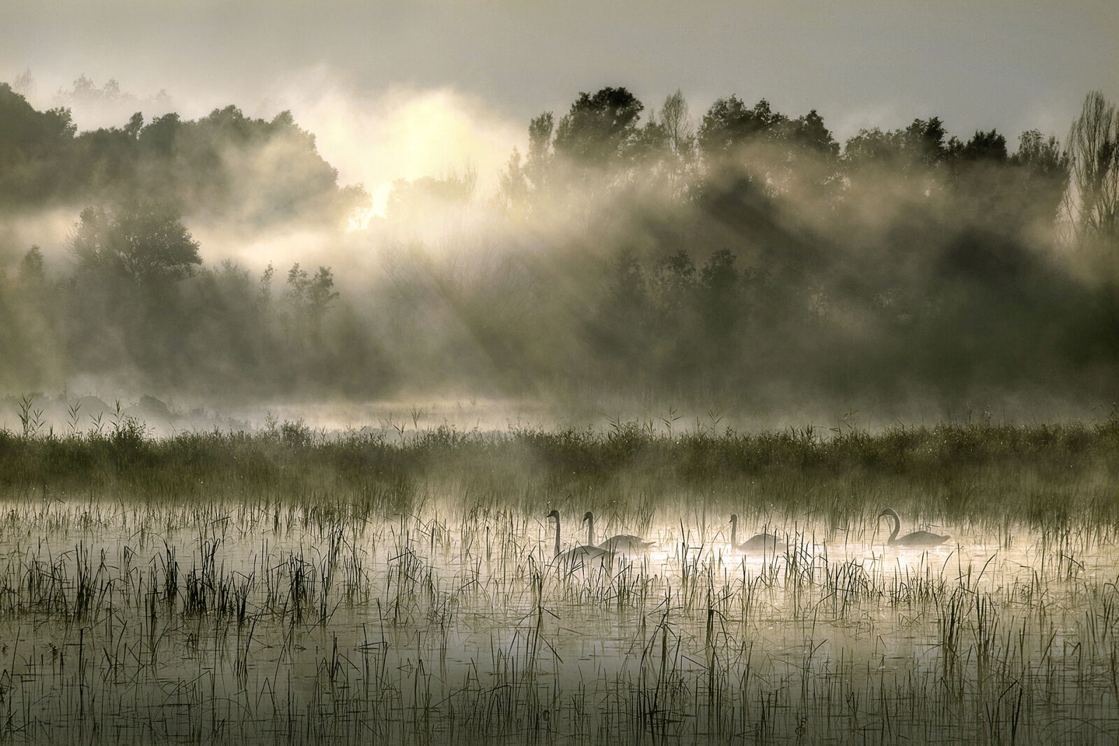 Nikon D90 sample photo. Early, morning, sunrays, swans photography