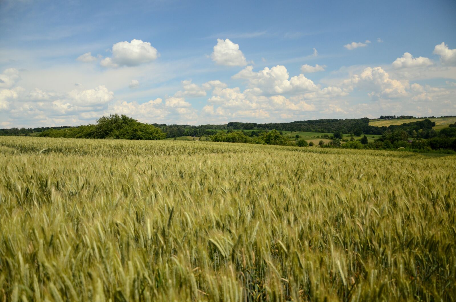 Nikon D7000 sample photo. Field crops, wheat, rye photography