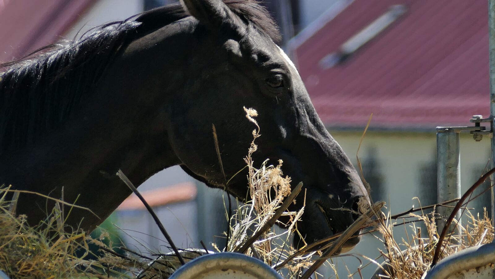 Panasonic Lumix DMC-FZ1000 sample photo. Offspring, stallion, pony photography