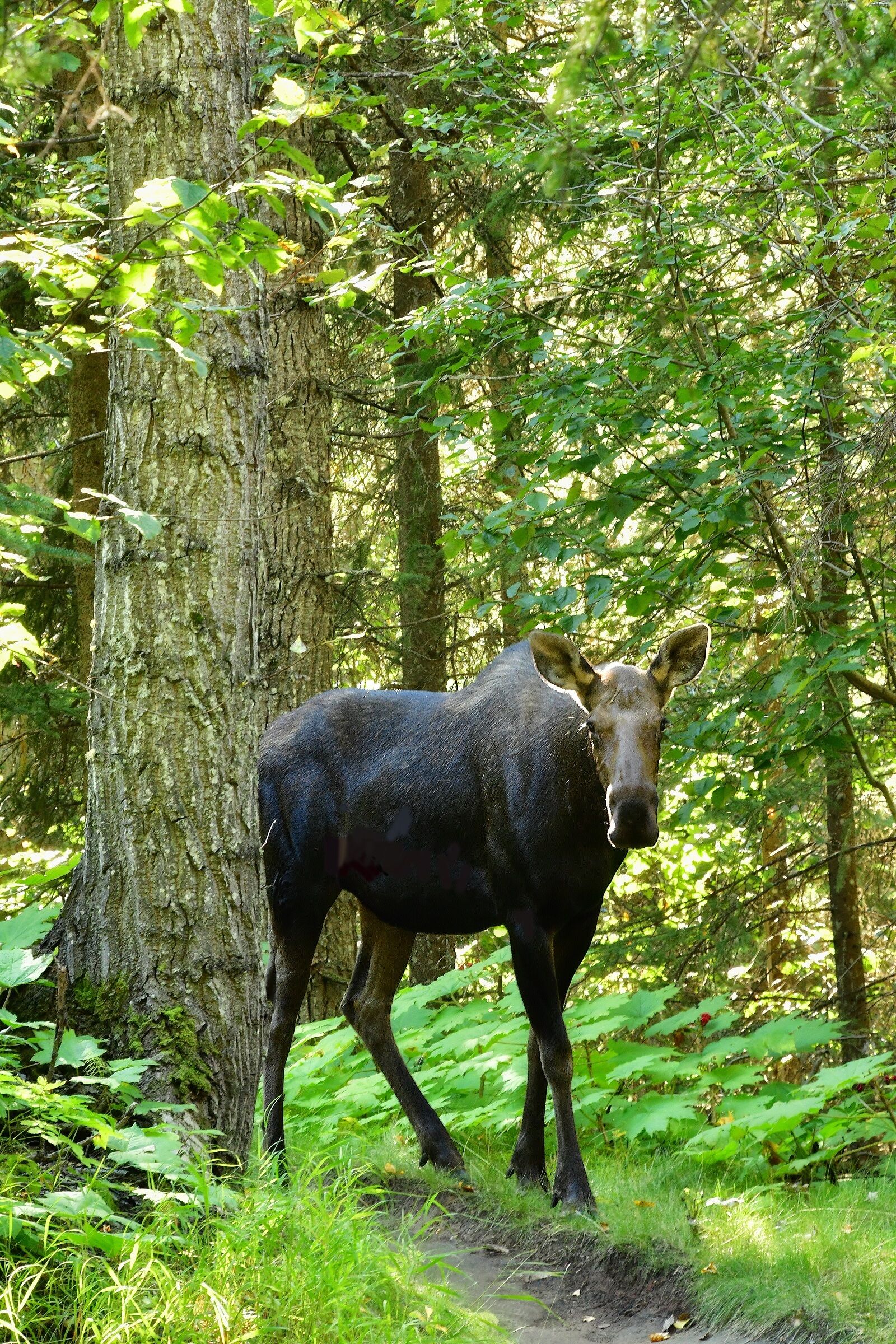 Nikon D500 sample photo. Moose, cow, young photography