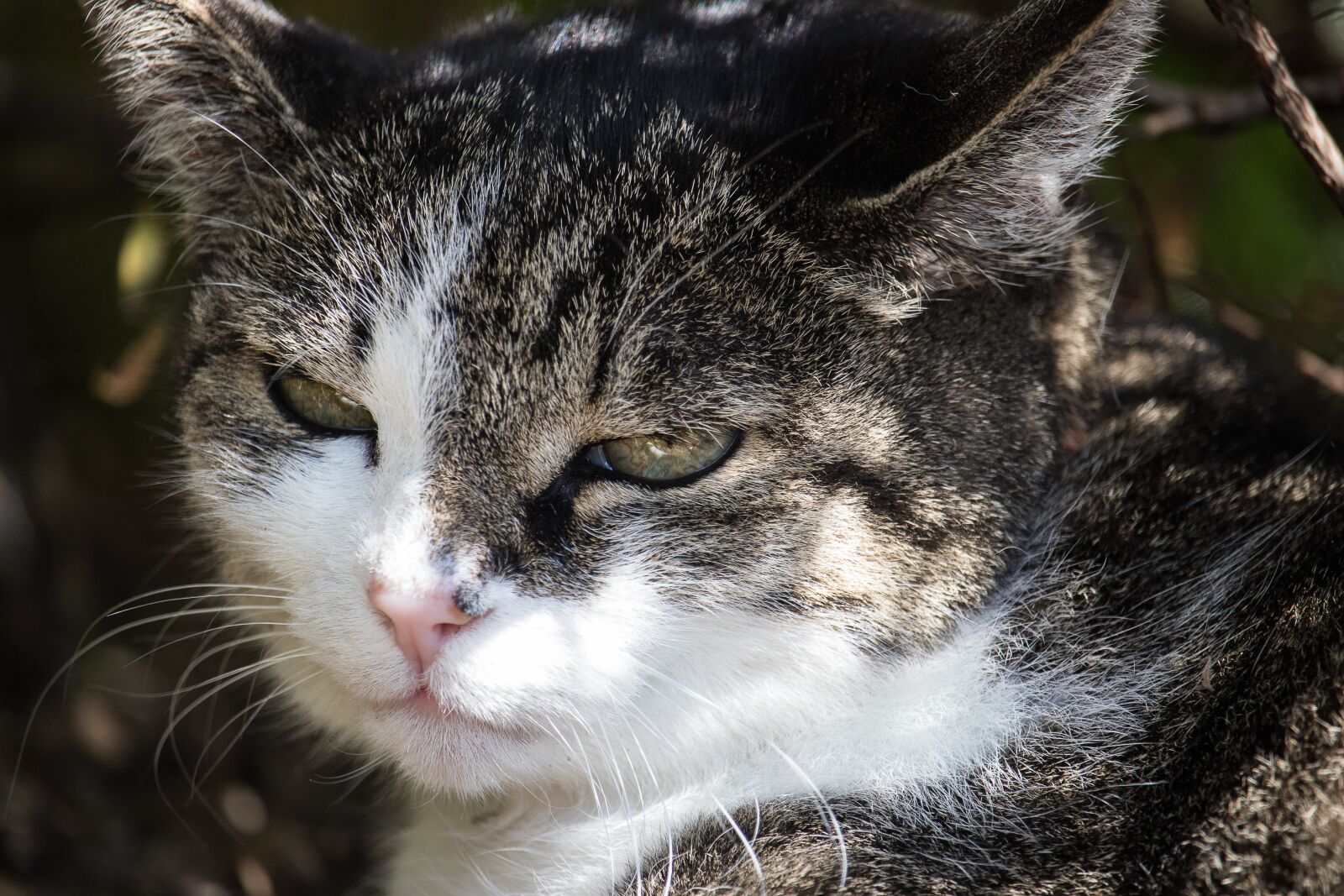 Canon EF-S 55-250mm F4-5.6 IS STM sample photo. Cat, domestic cat, animal photography