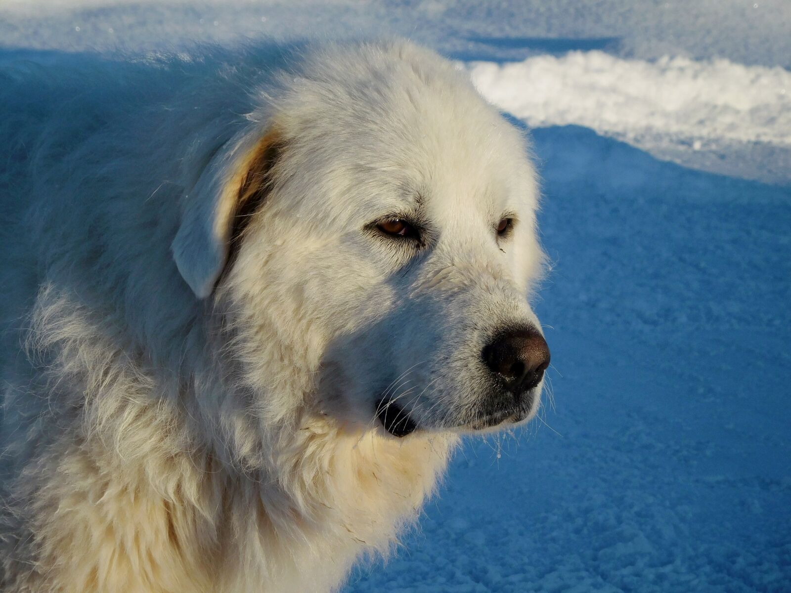 Nikon Coolpix S6900 sample photo. Great pyrenees, dog, canine photography