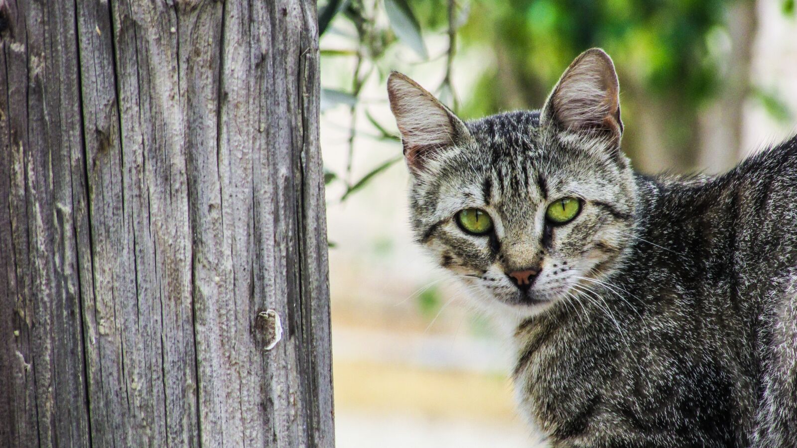 Canon PowerShot SX400 IS sample photo. Cat, stray, young photography