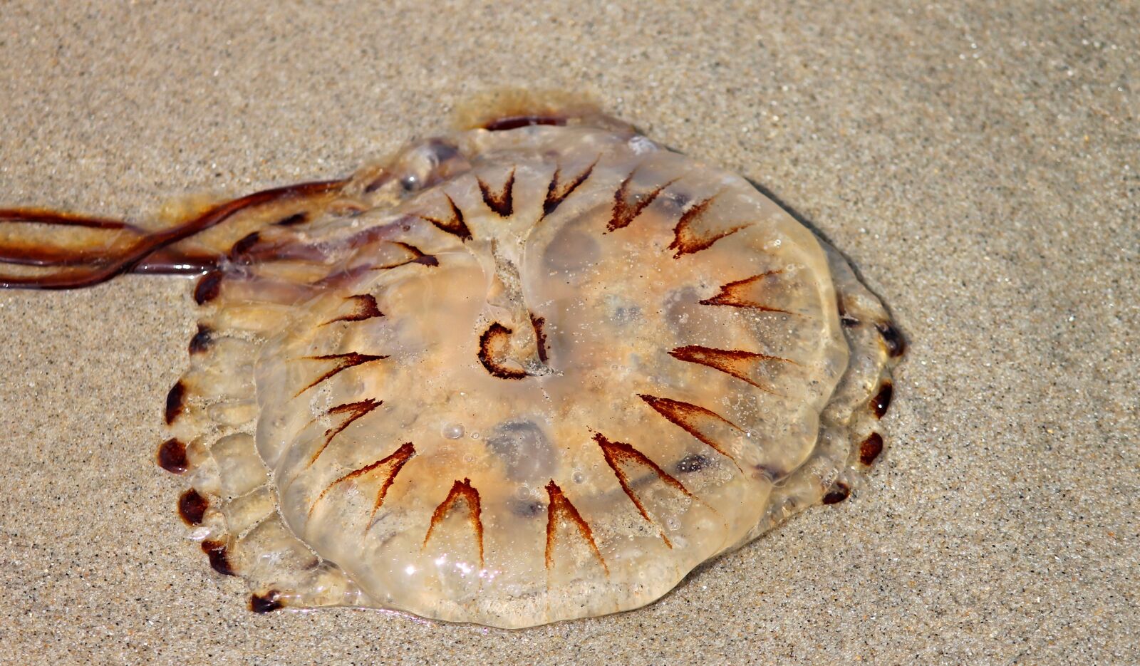Canon EOS 1100D (EOS Rebel T3 / EOS Kiss X50) sample photo. Compass jellyfish, jellyfish, meduse photography