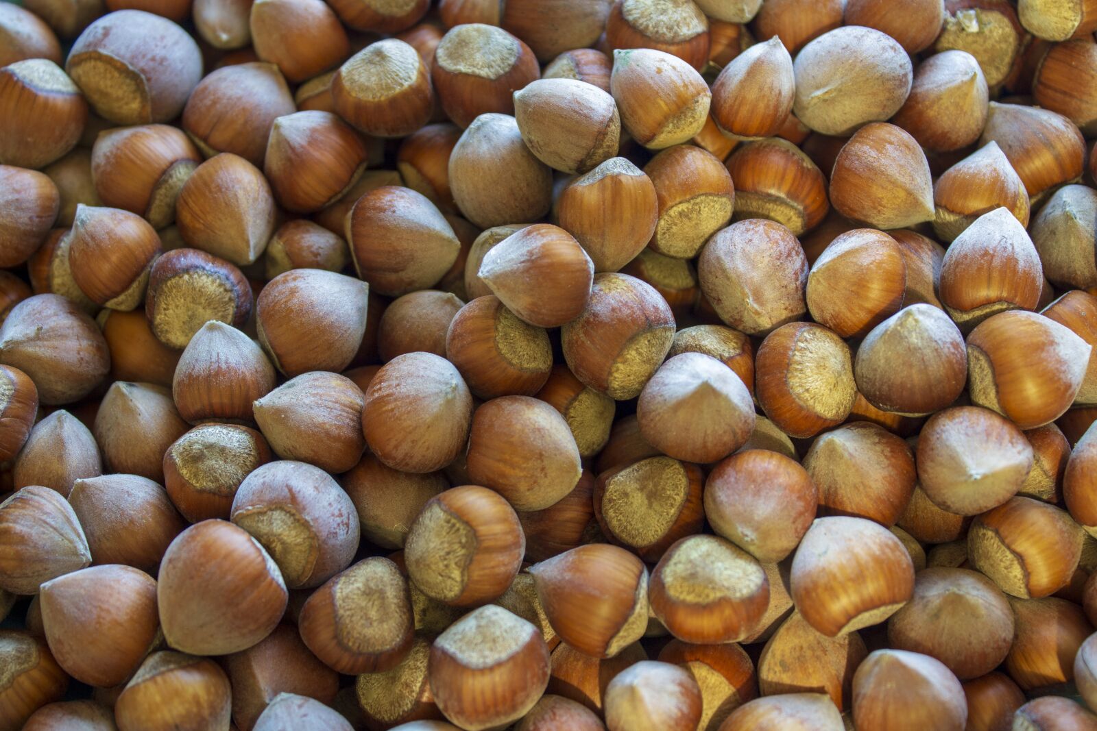 Canon EOS 700D (EOS Rebel T5i / EOS Kiss X7i) sample photo. Hazelnut, shell, food photography