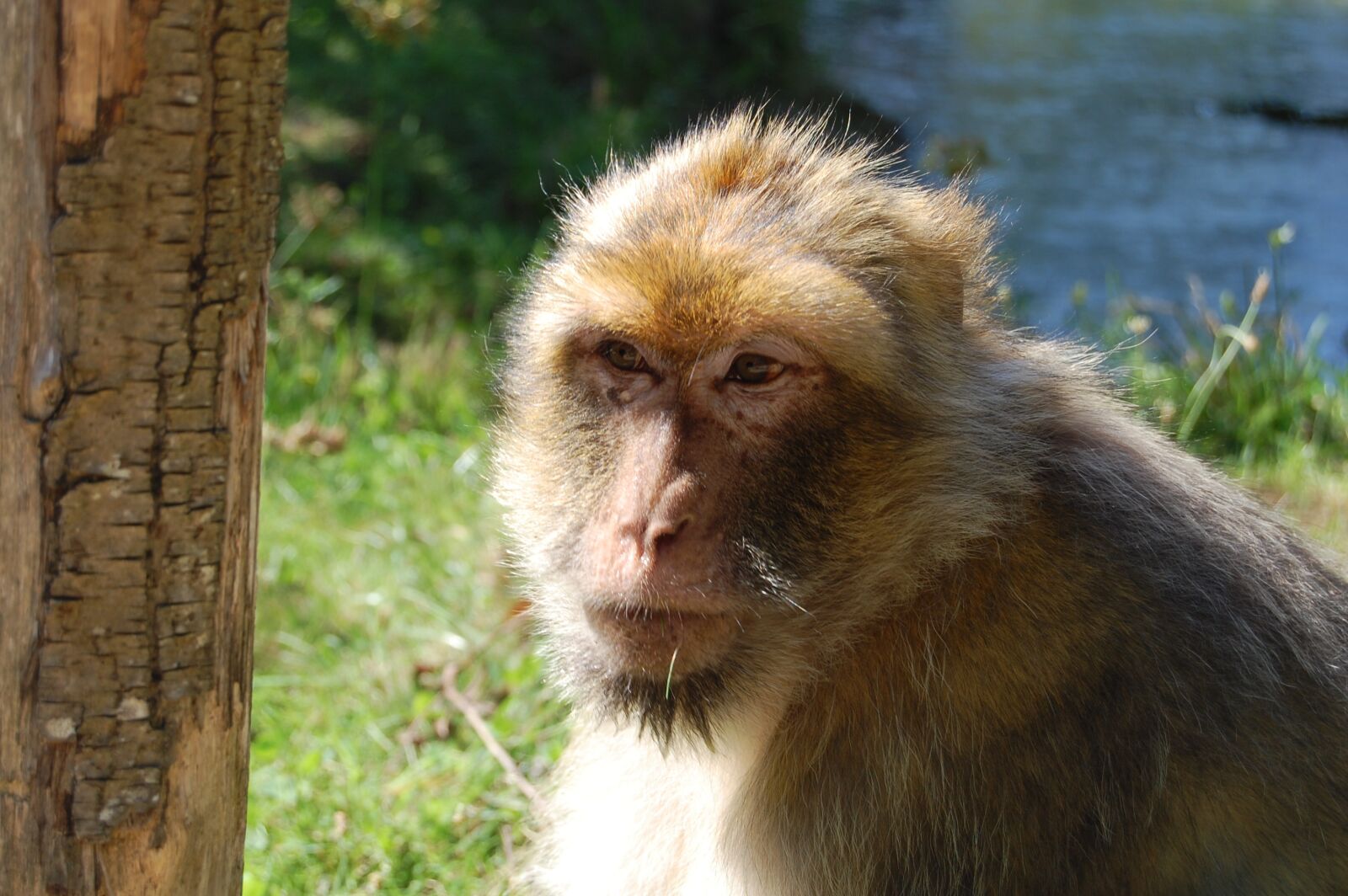 Nikon D40 sample photo. Monkey, careful, zoo photography
