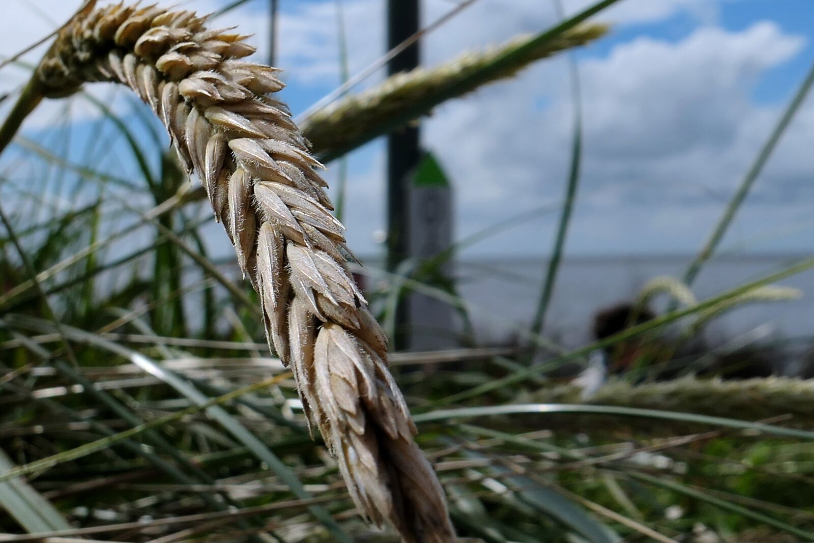 Panasonic Lumix DMC-LX10 (Lumix DMC-LX15) sample photo. Grass, dune, grasses photography