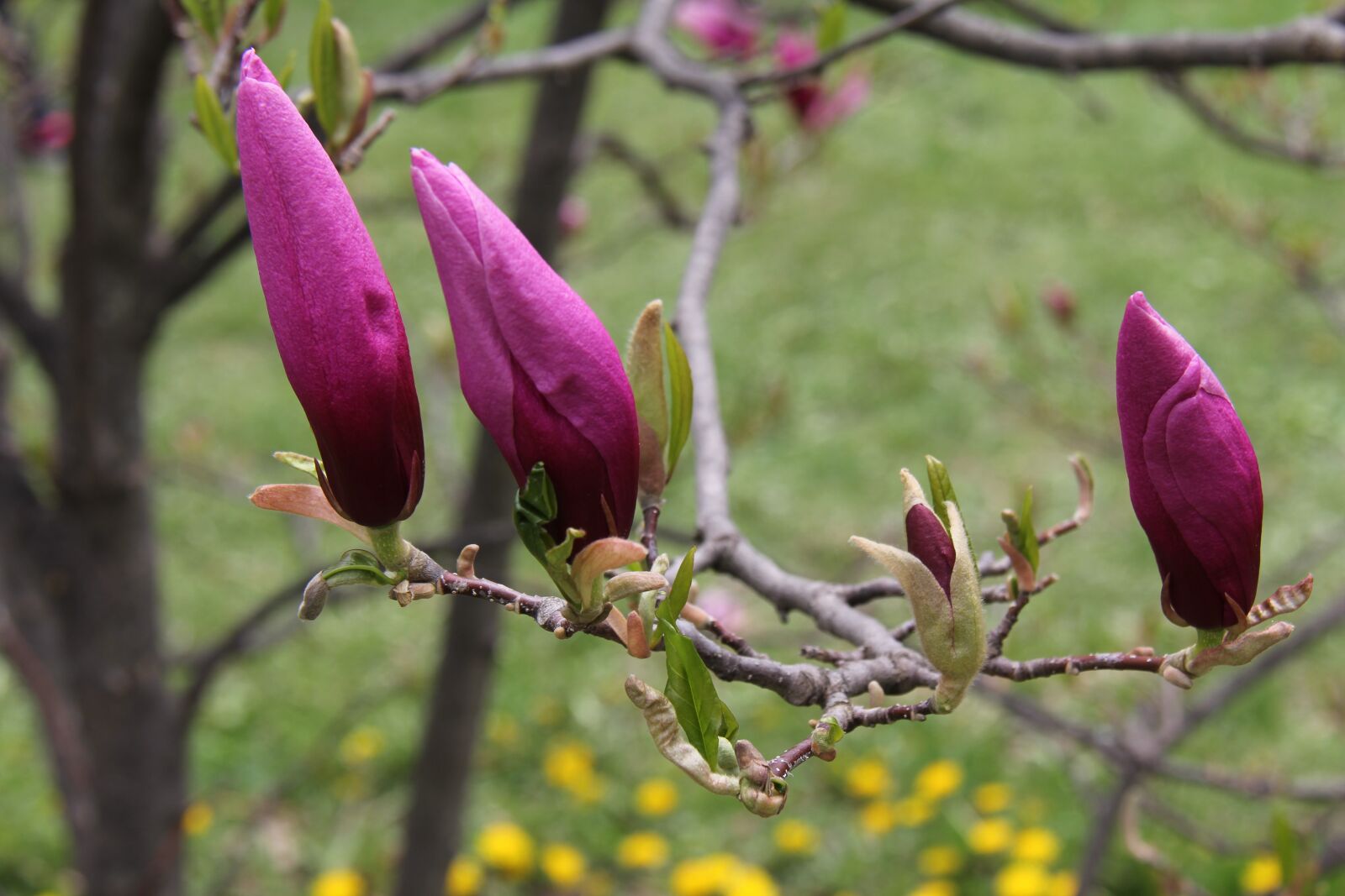 Canon EF-S 18-200mm F3.5-5.6 IS sample photo. Flower, nature, tree photography