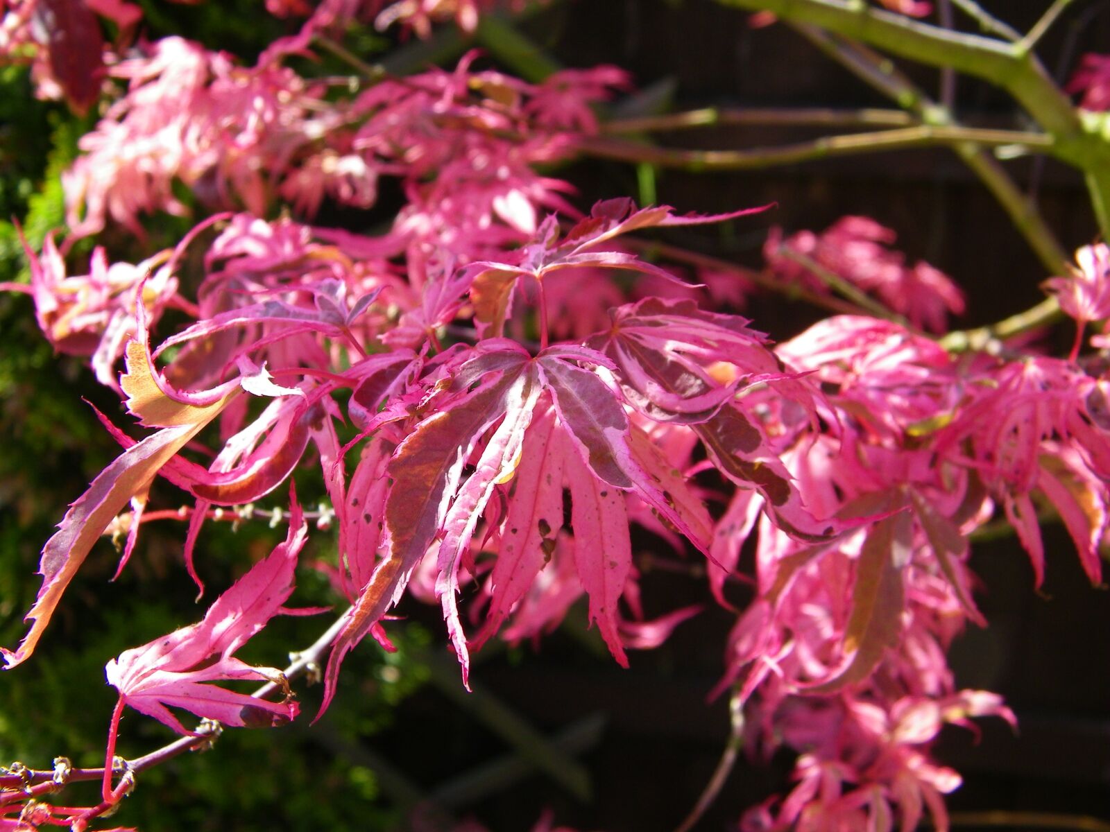 Kodak EASYSHARE Z1015 IS DIGITAL CAMERA sample photo. Japanese maple, tree, maple photography