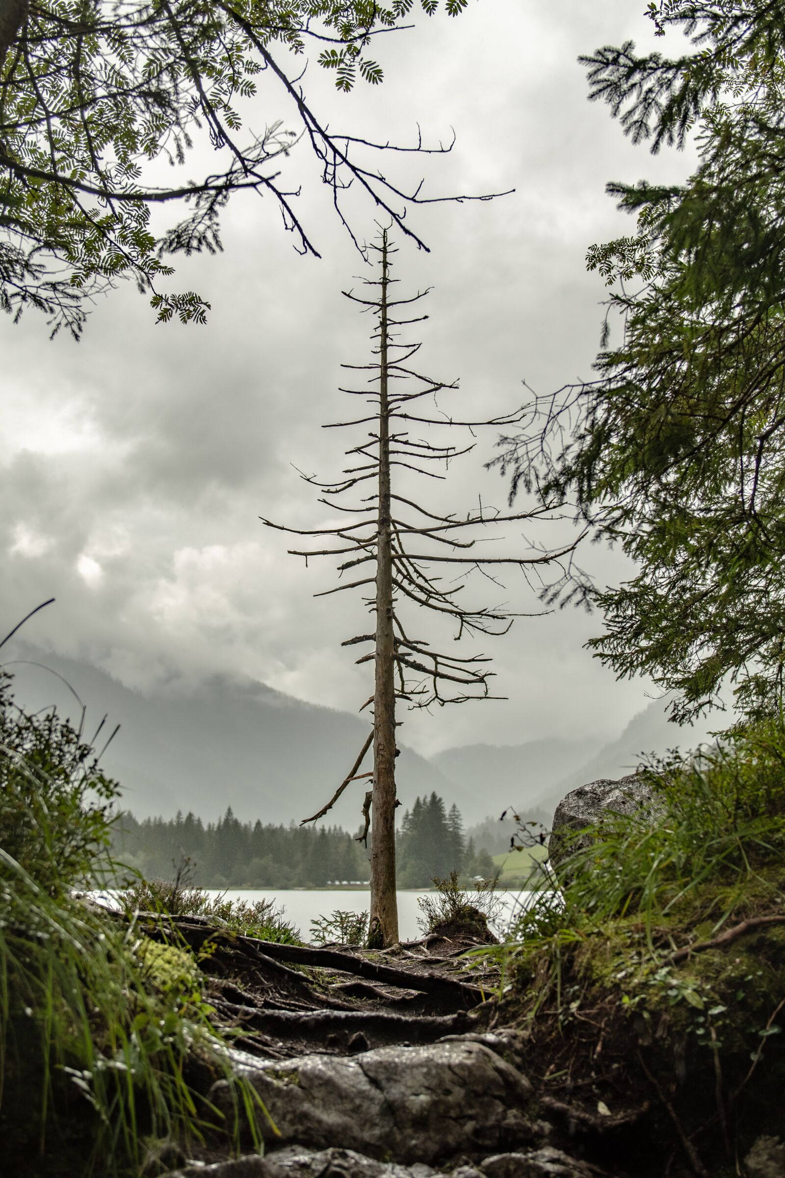 Nikon D500 sample photo. Landscape, trees, nature photography