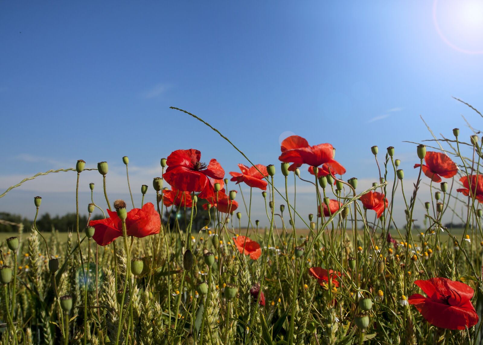 Canon EOS 50D sample photo. Poppy, landscape, spring photography