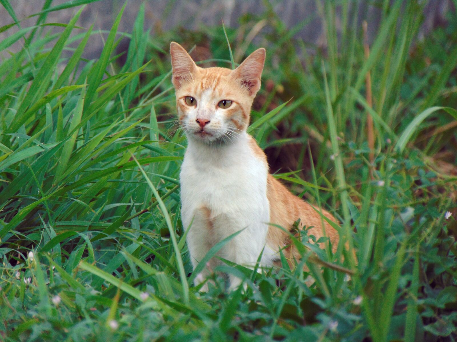 Sony Cyber-shot DSC-H300 sample photo. Cat, animal, green photography