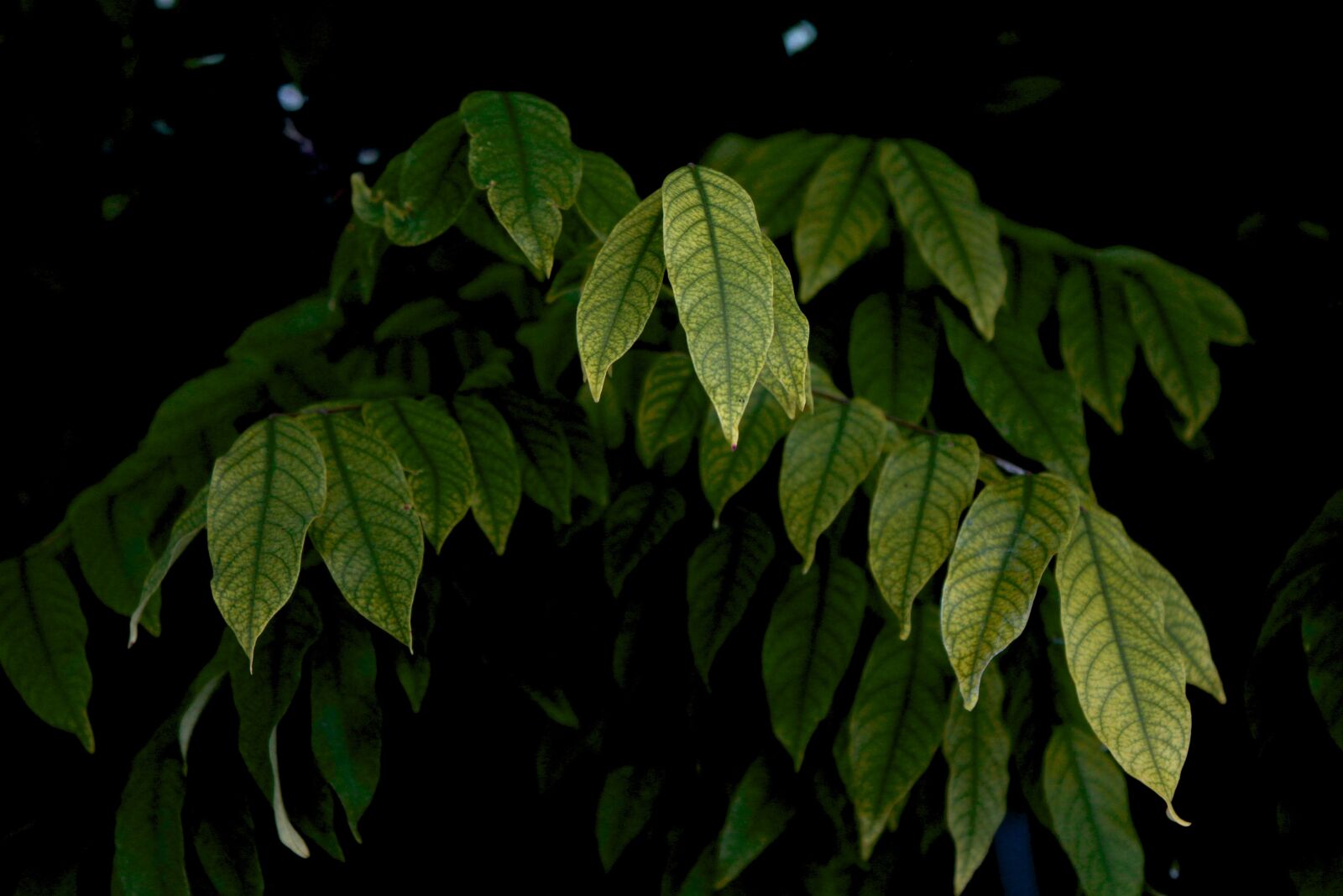 Canon EOS 550D (EOS Rebel T2i / EOS Kiss X4) sample photo. Leaves, garden, green photography