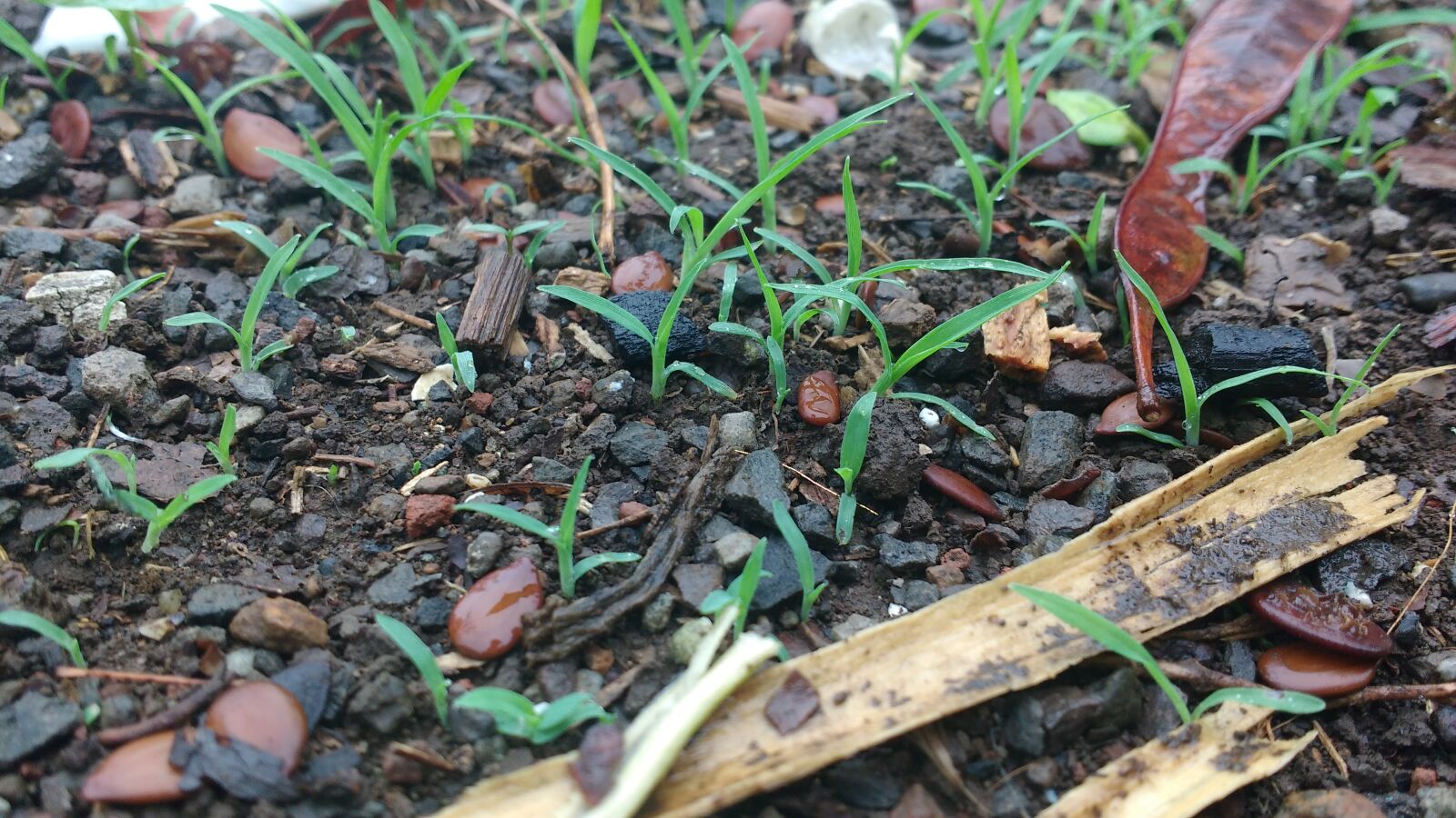 Motorola MotoG3 sample photo. Grass, grassland, green, new photography