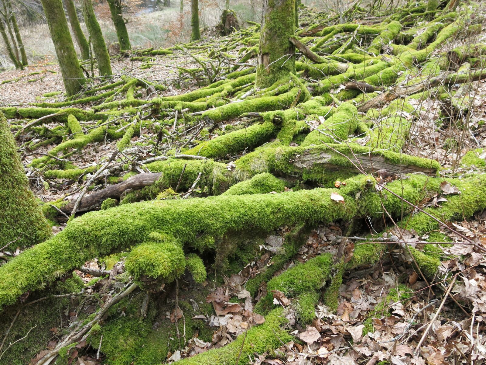 Canon PowerShot G15 sample photo. Moss, branch, forest photography