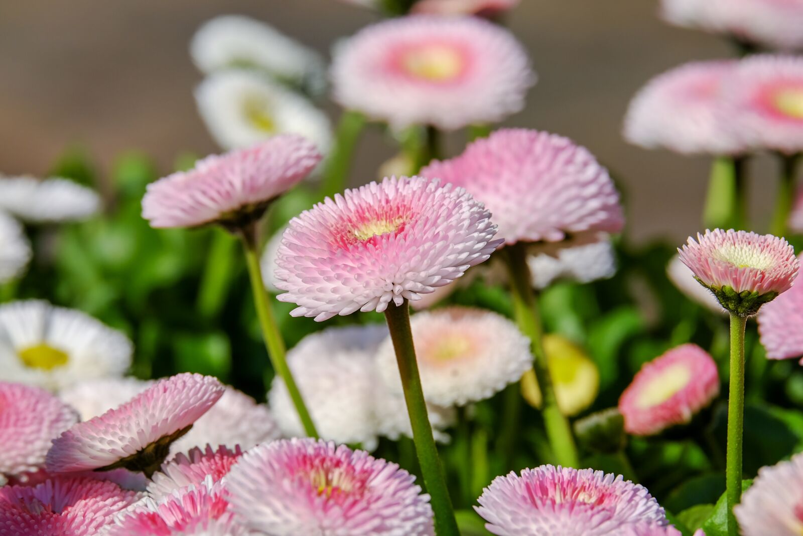 Fujifilm XF 55-200mm F3.5-4.8 R LM OIS sample photo. Daisy, double flower, flowers photography