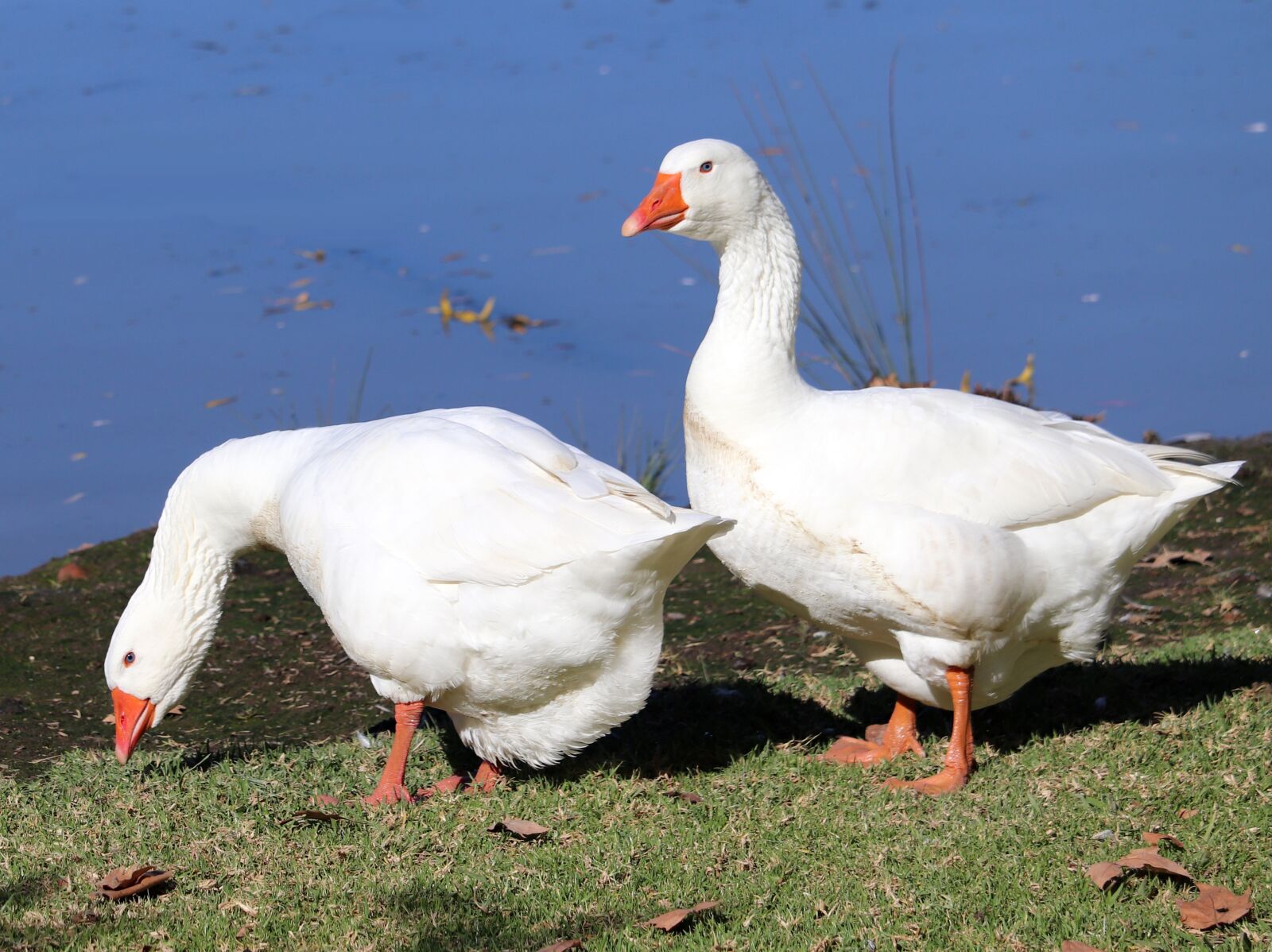 Canon EOS 800D (EOS Rebel T7i / EOS Kiss X9i) sample photo. Geese, birds, poultry photography