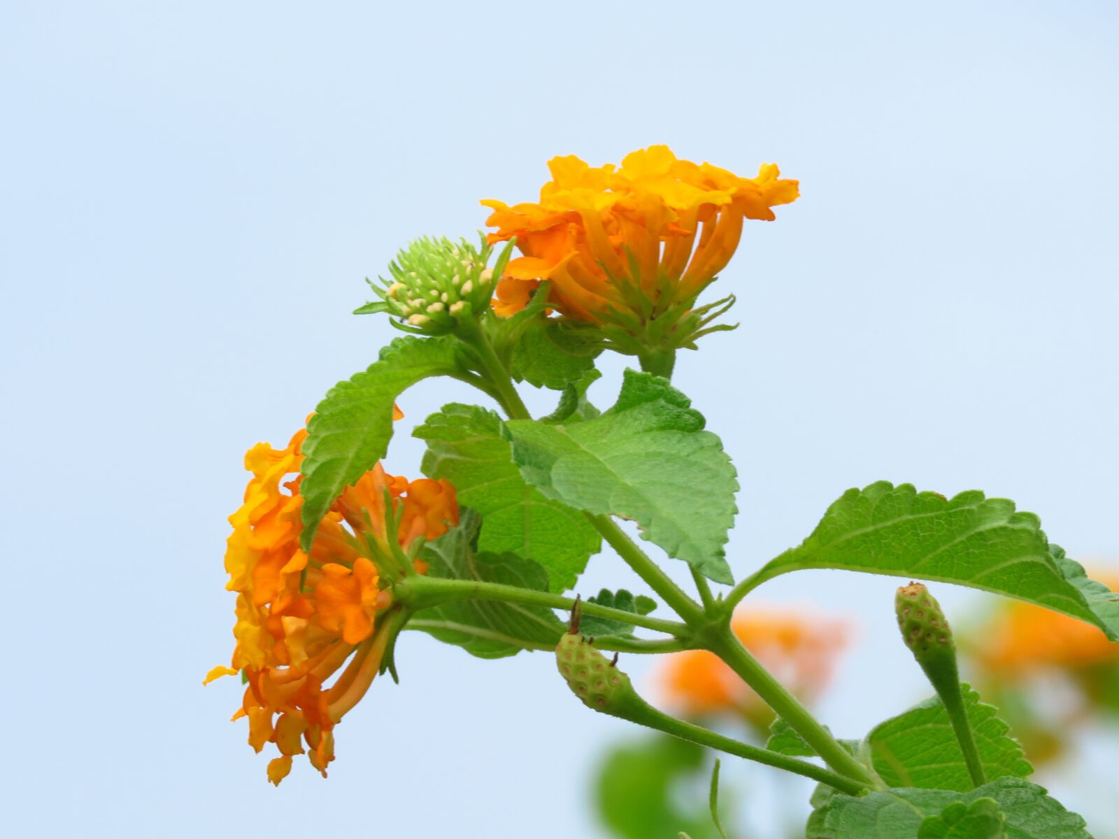 Canon PowerShot SX60 HS sample photo. Flower, yellow, garden photography
