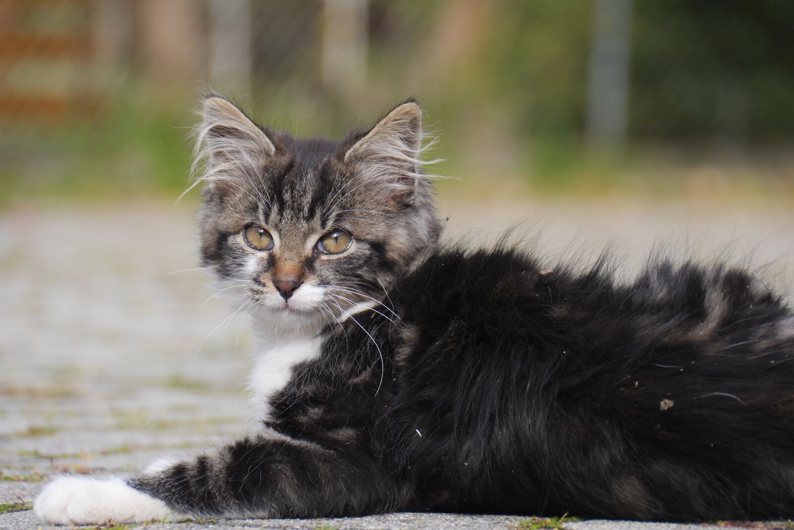 Panasonic Lumix DMC-GH3 sample photo. Cat, animal, cute photography