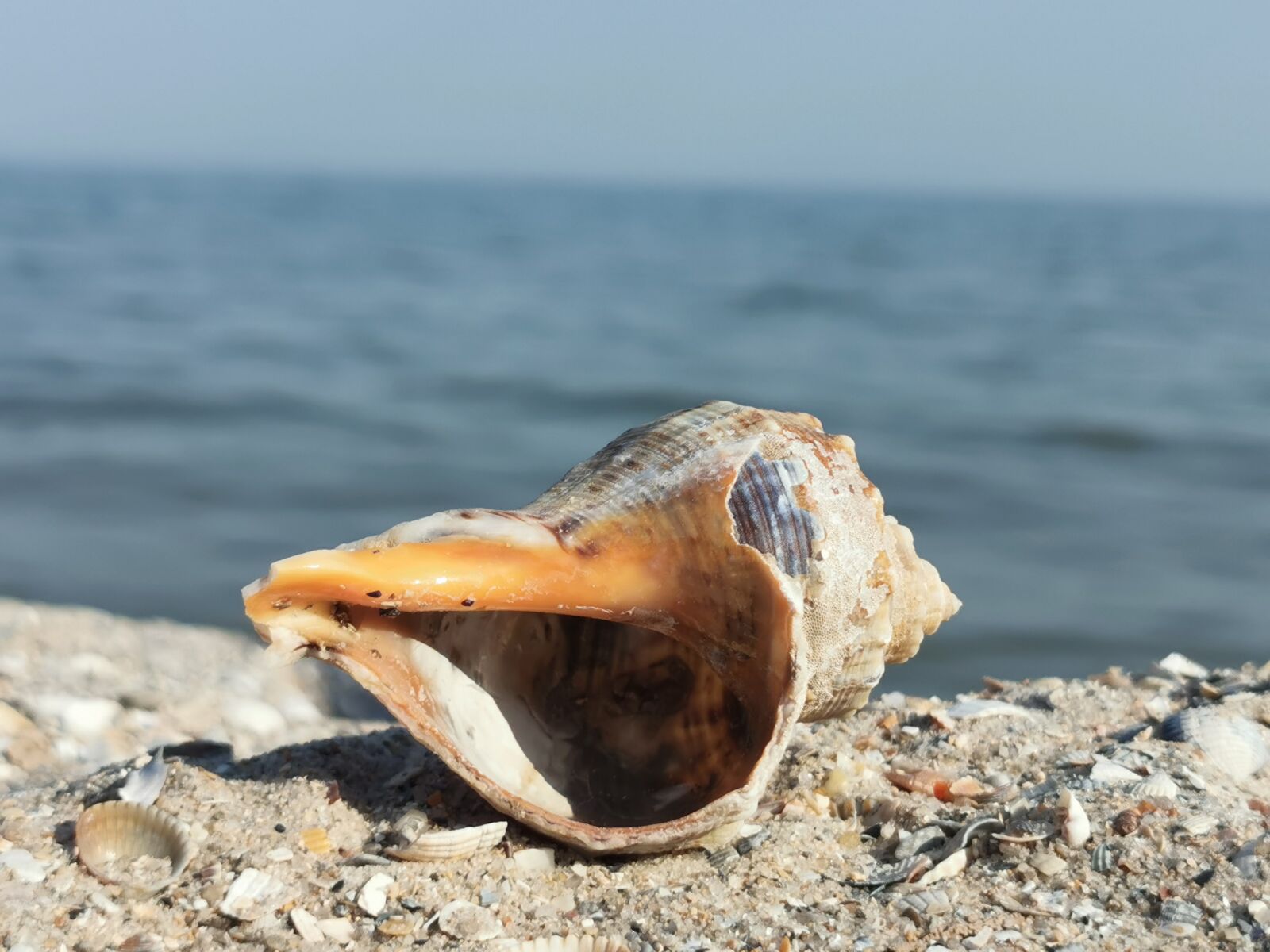 HUAWEI P30 Pro sample photo. Shell, sea, sand photography