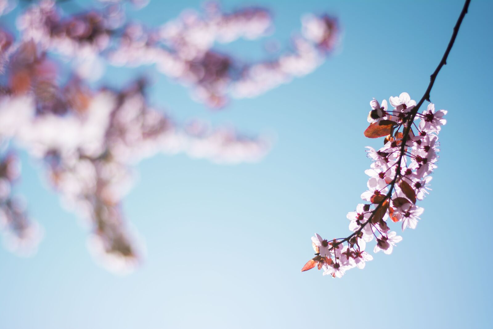 Nikon D5200 sample photo. Spring, flora, nature photography