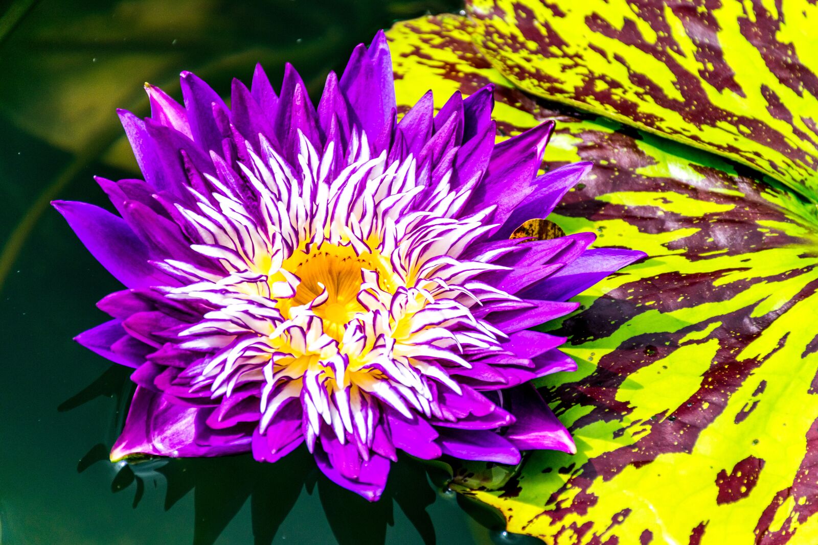 Nikon D5300 sample photo. Flower, nature, purple photography