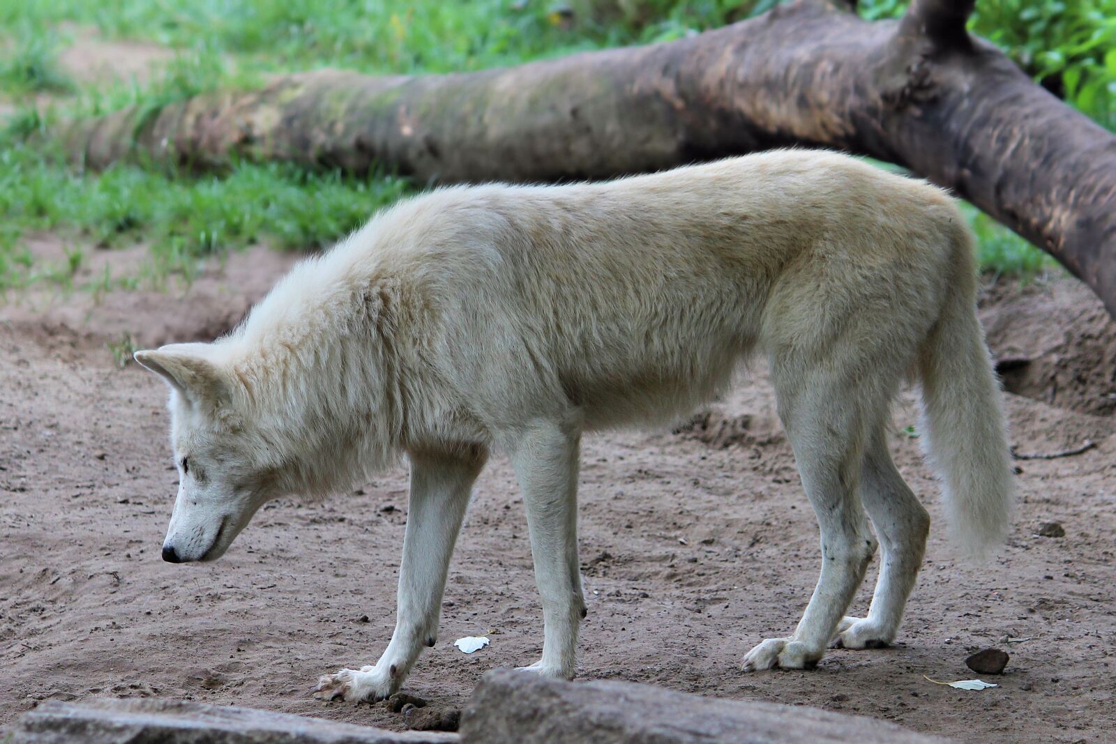 Canon EF-S 55-250mm F4-5.6 IS II sample photo. Wolf, predator, animal world photography