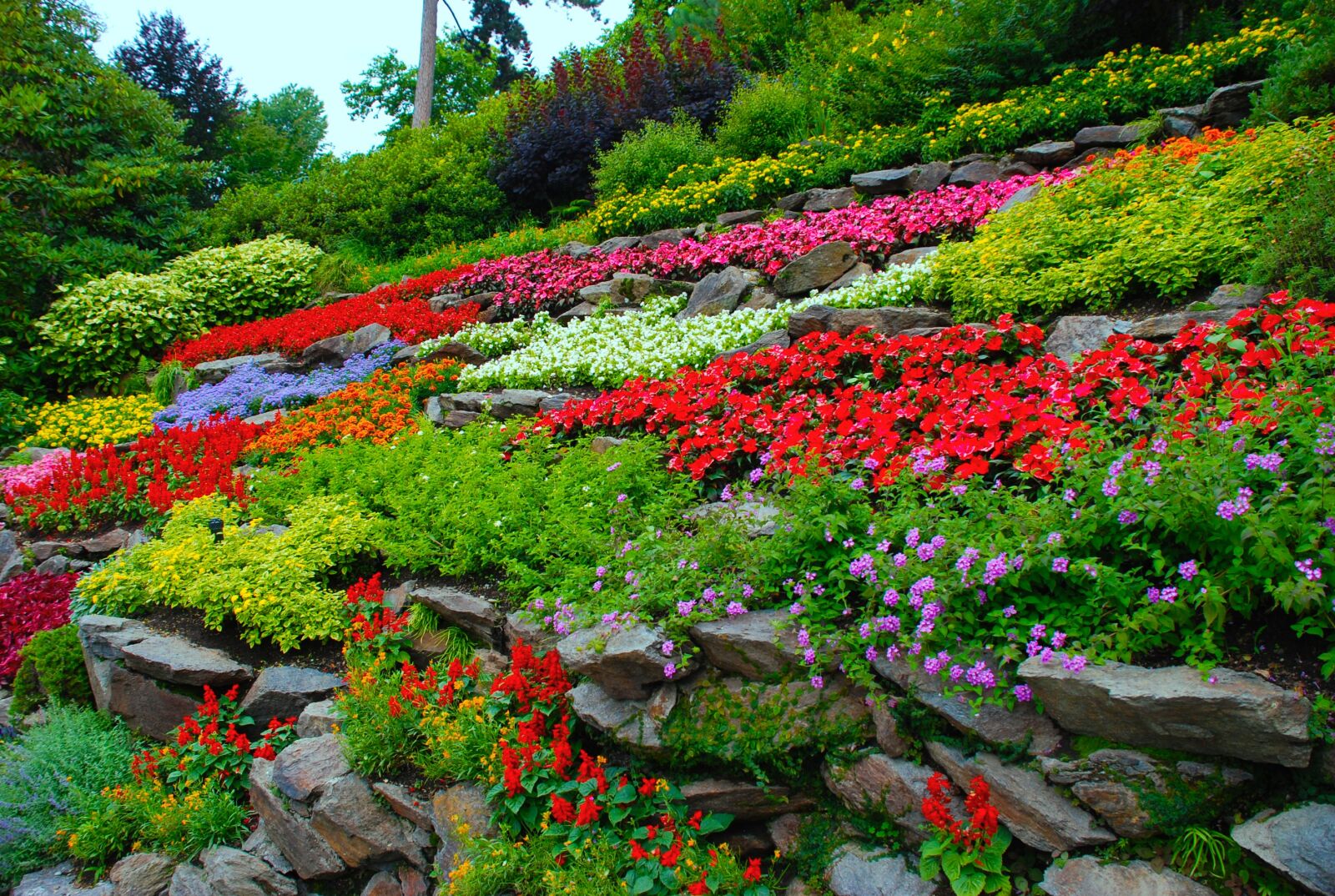 Nikon D80 sample photo. Flower, garden, nature photography