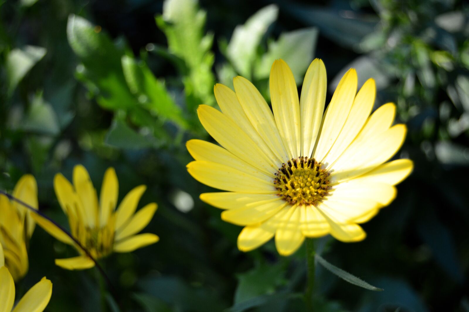 Nikon D3200 sample photo. Floral, flowers, leaves photography