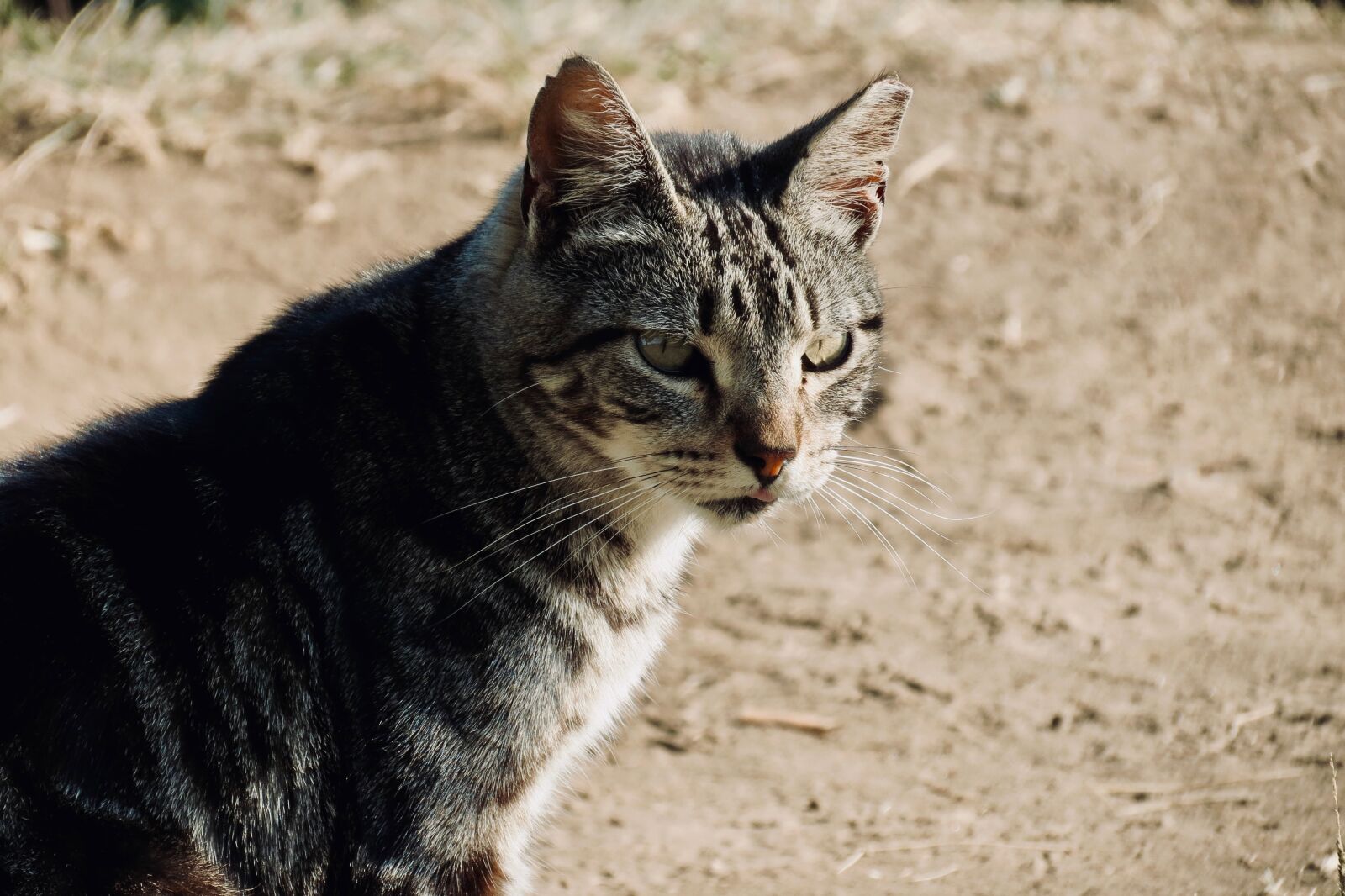 Canon PowerShot SX40 HS sample photo. Cat, look, feline photography