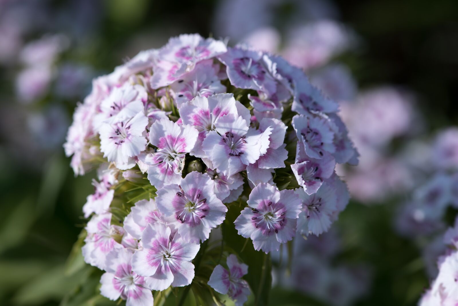 Nikon D750 sample photo. Sweet william, carnation, dianthus photography