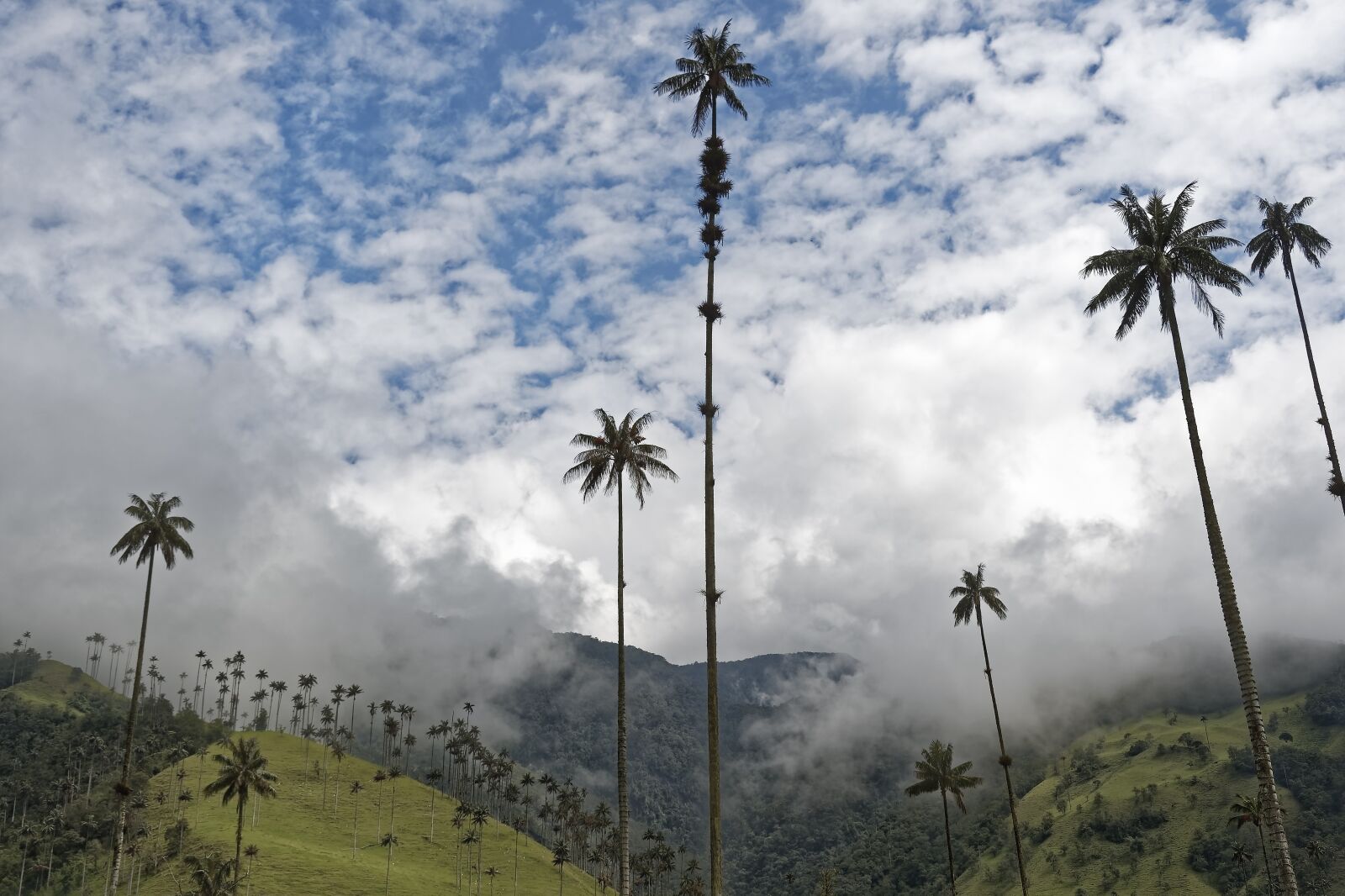 Nikon D500 sample photo. Colombia, palm trees, cocora photography