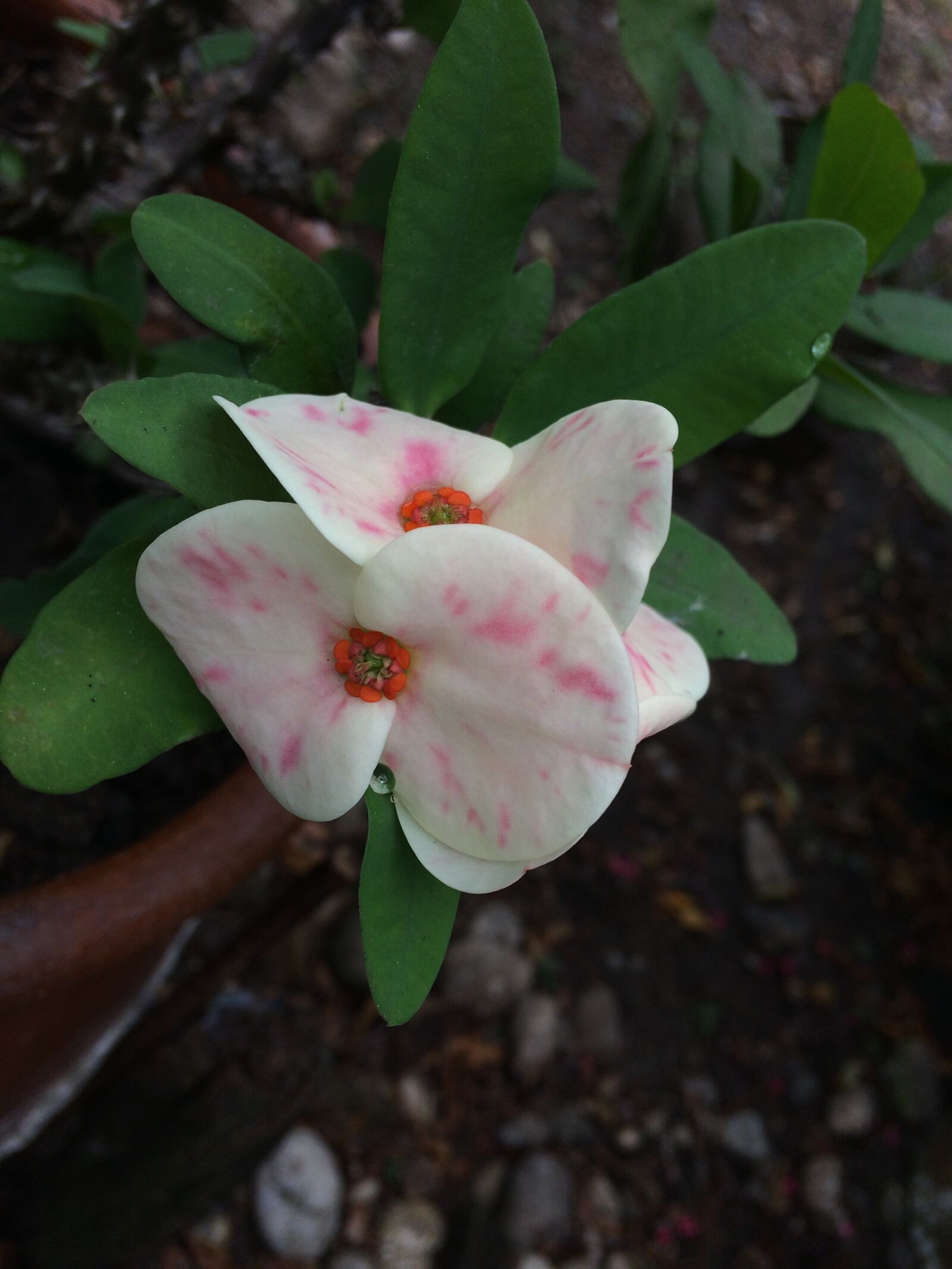 iPhone 5s back camera 4.15mm f/2.2 sample photo. Flower, nature, wild photography