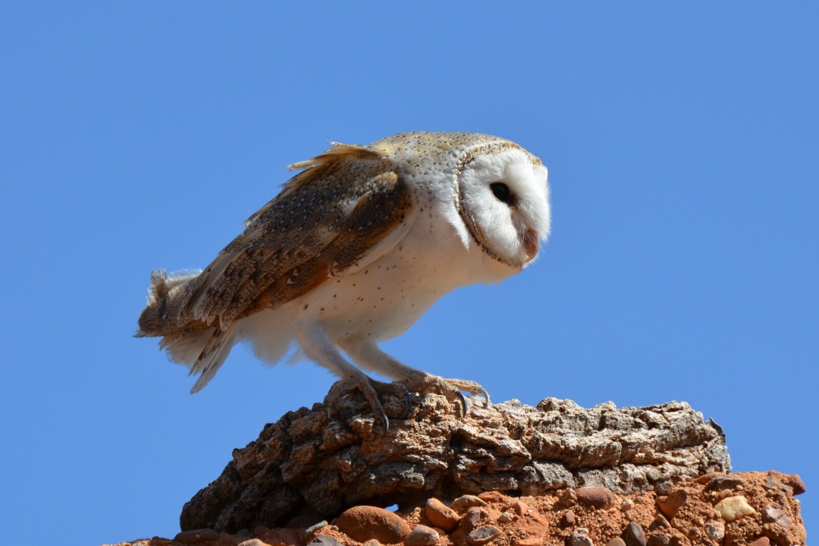 Nikon D5100 sample photo. Barn owl, owl, bird photography