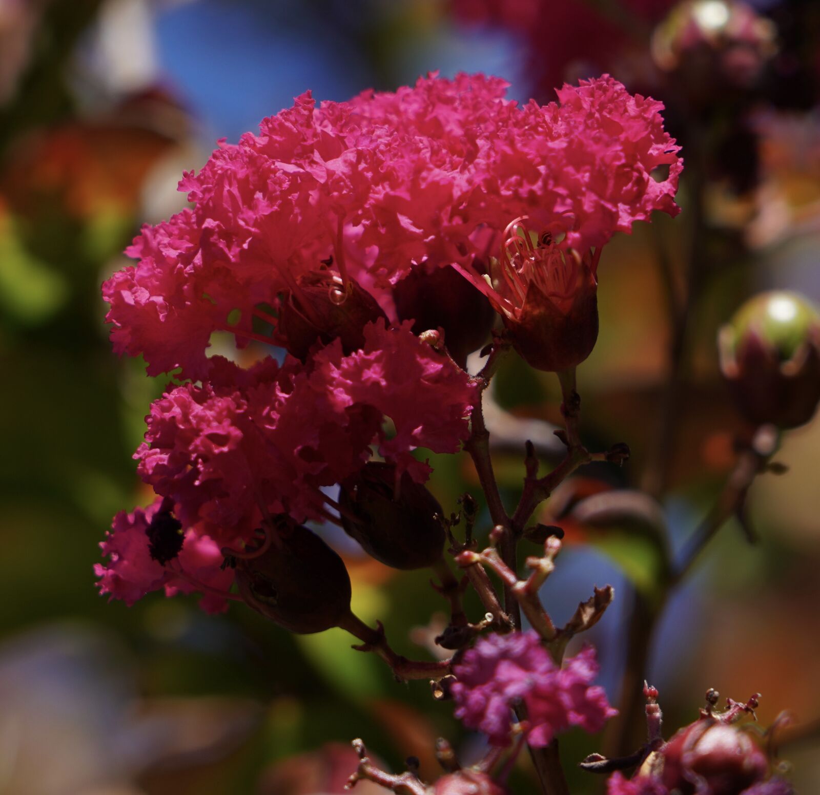 Sony a7R IV sample photo. Crape myrtle, tree, flowers photography