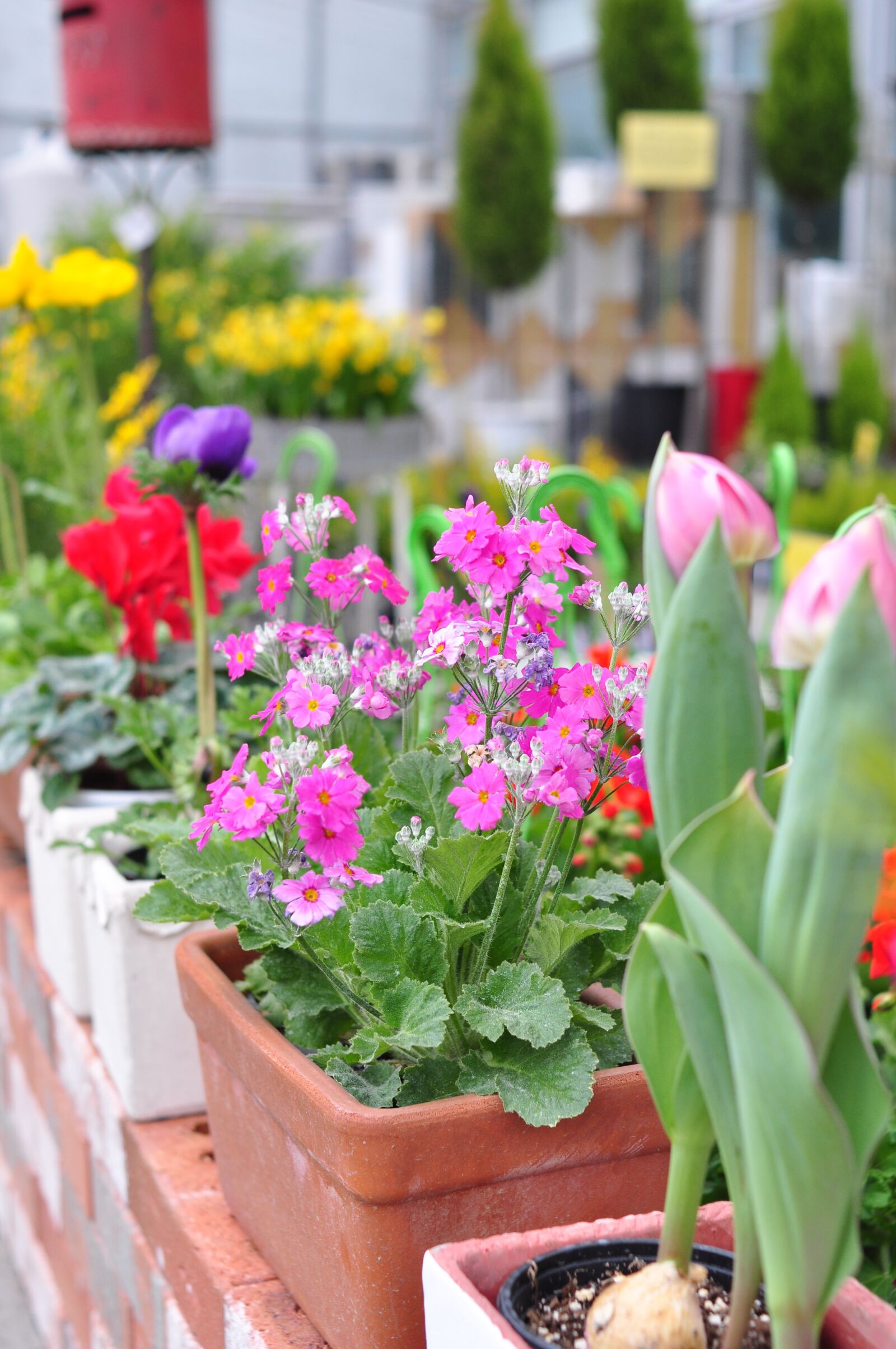 Nikon D90 sample photo. Flowers, spring, nature photography